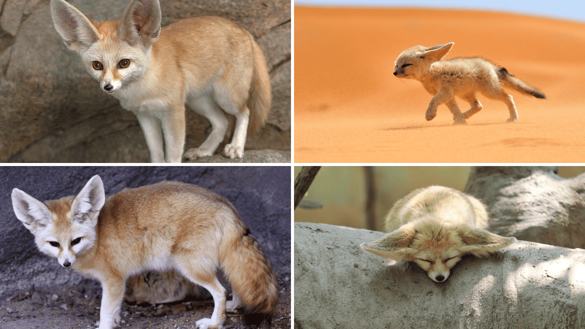 Interesting Facts About Fennec Foxes
