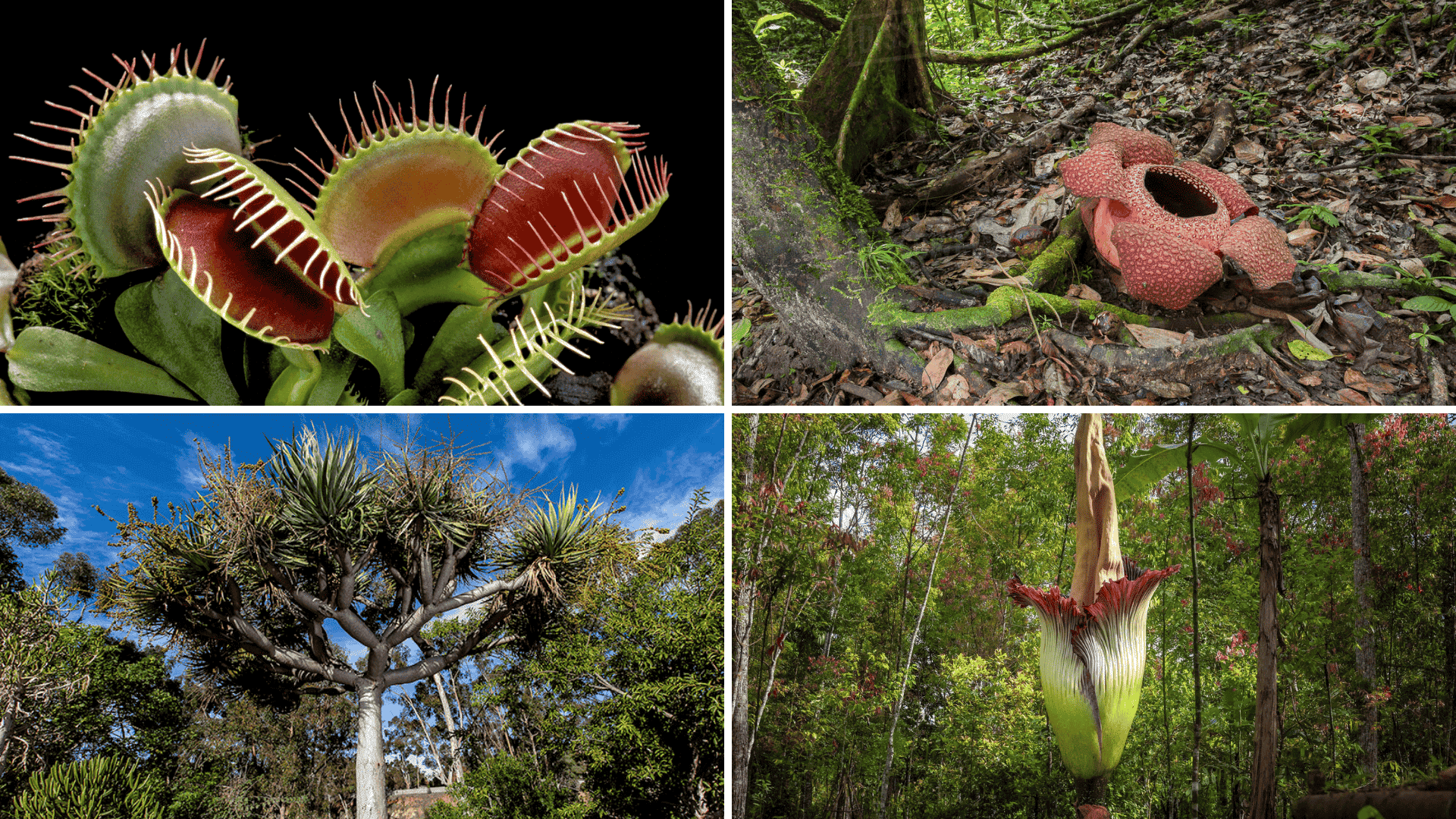 Interesting Facts About Plants and Trees
