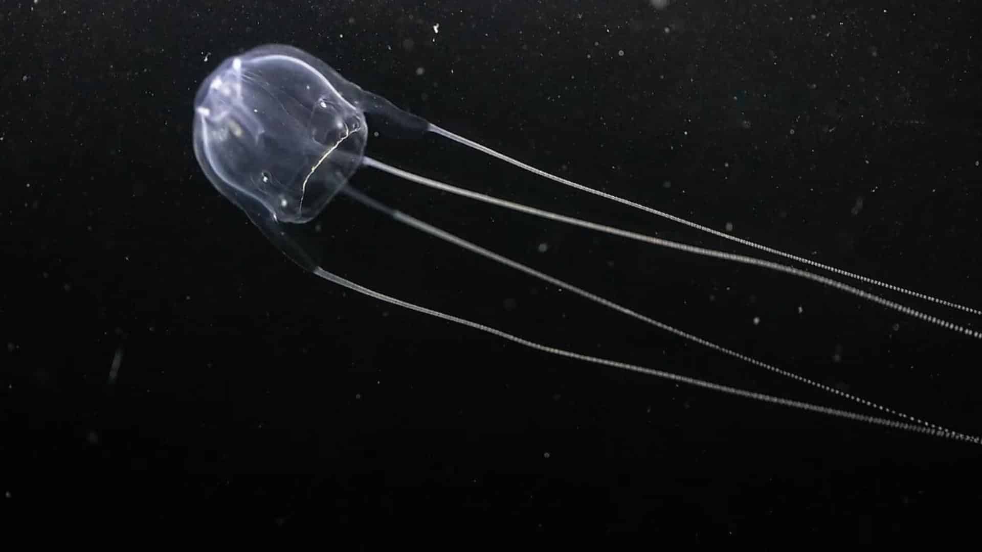Irukandji Jellyfish