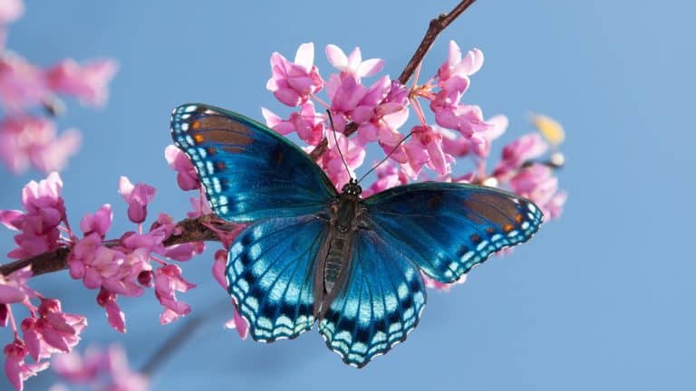 Is a Butterfly a Vertebrate or an Invertebrate