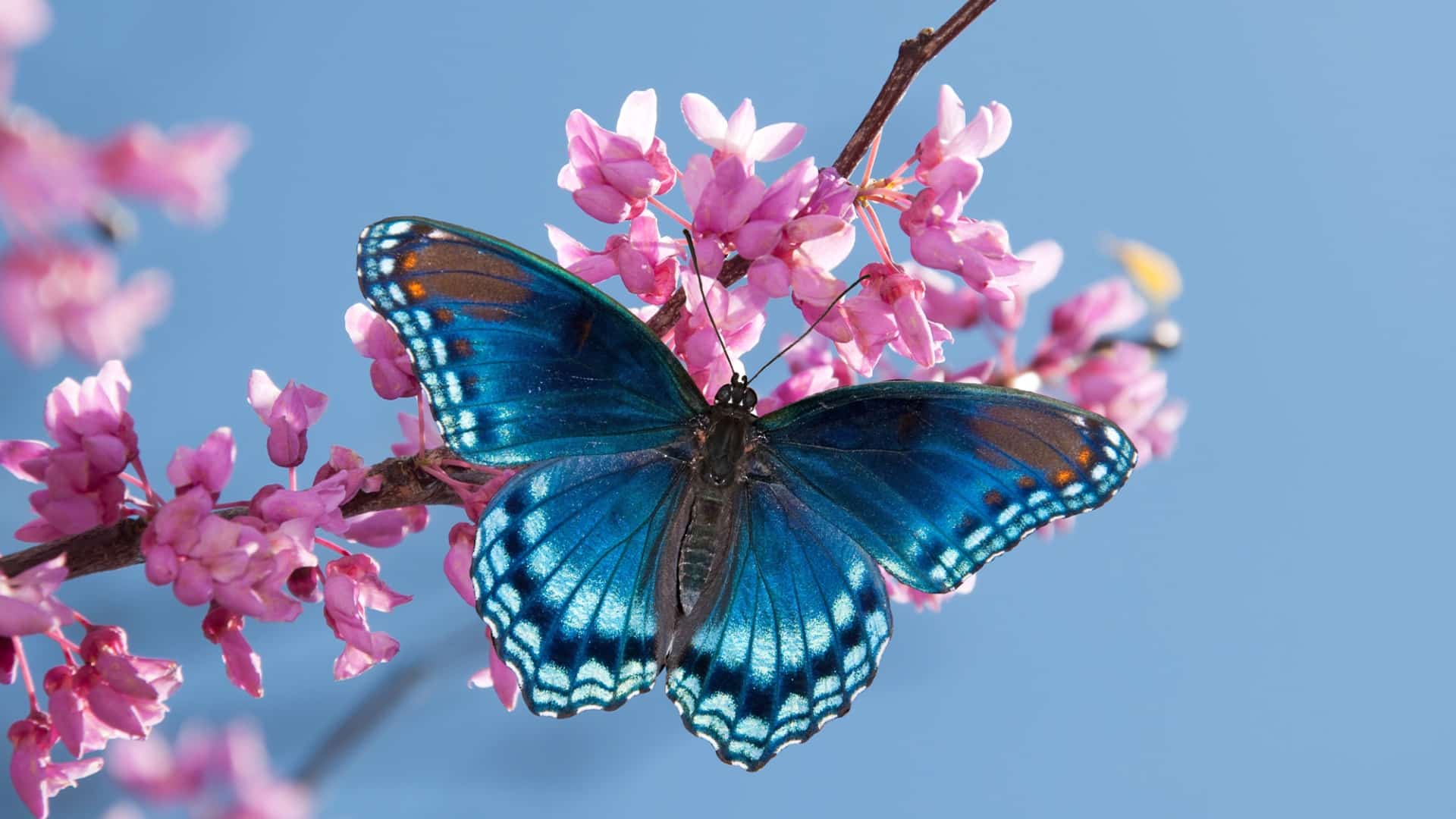 Is a Butterfly a Vertebrate or an Invertebrate