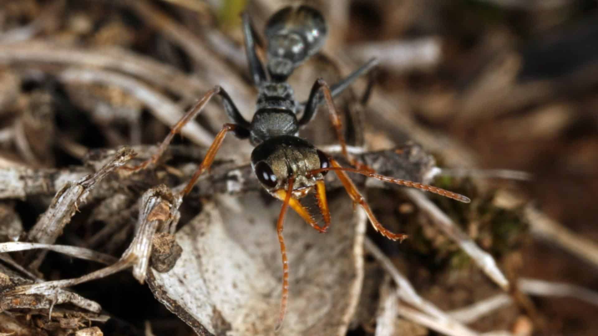 Jack Jumper Ant