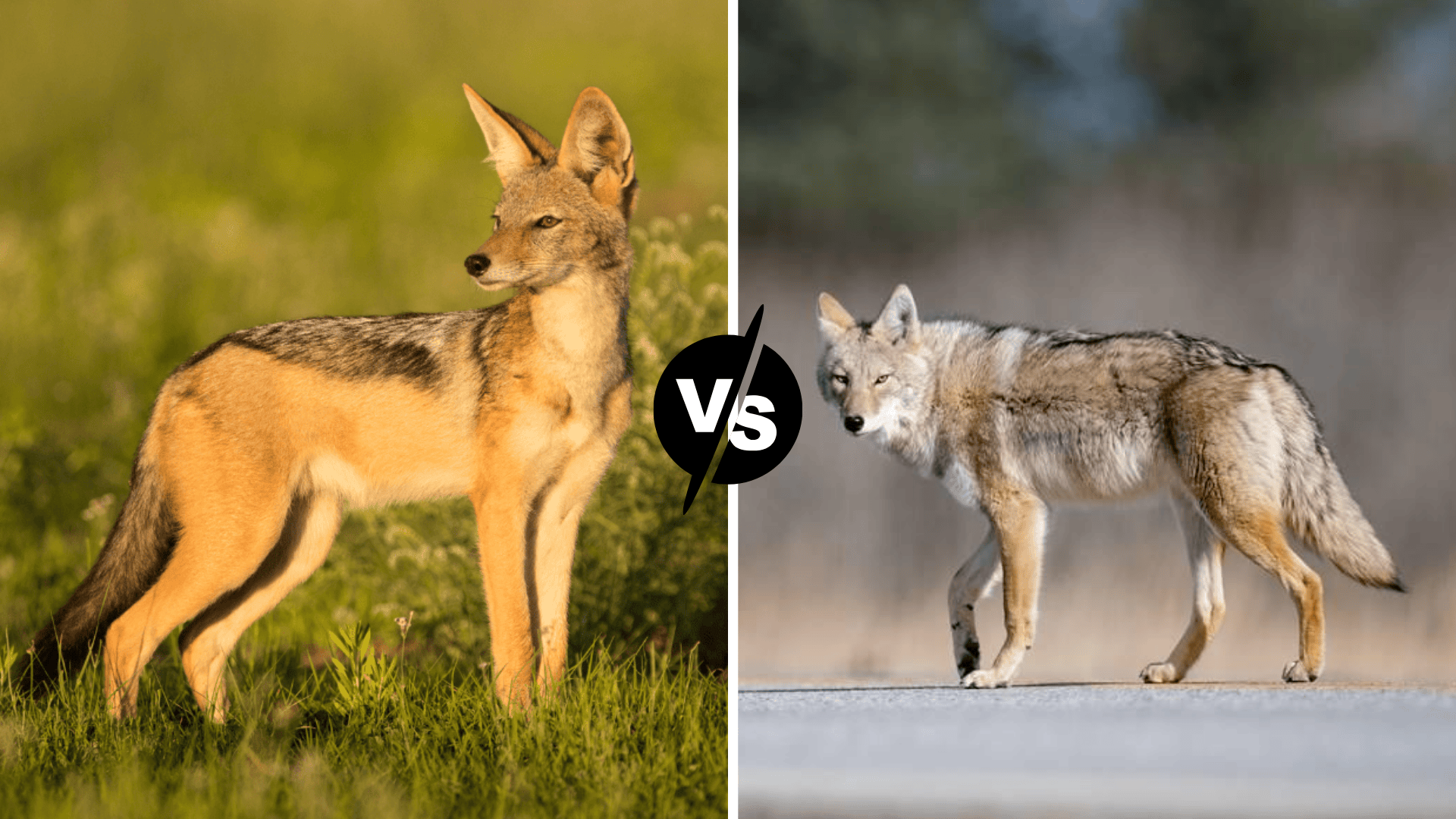 Jackal-vs-Coyote