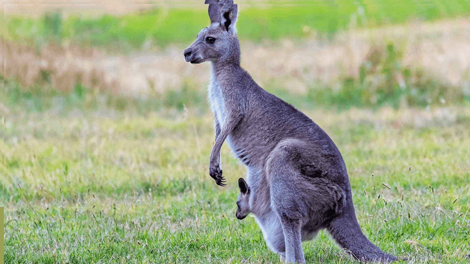 Kangaroo