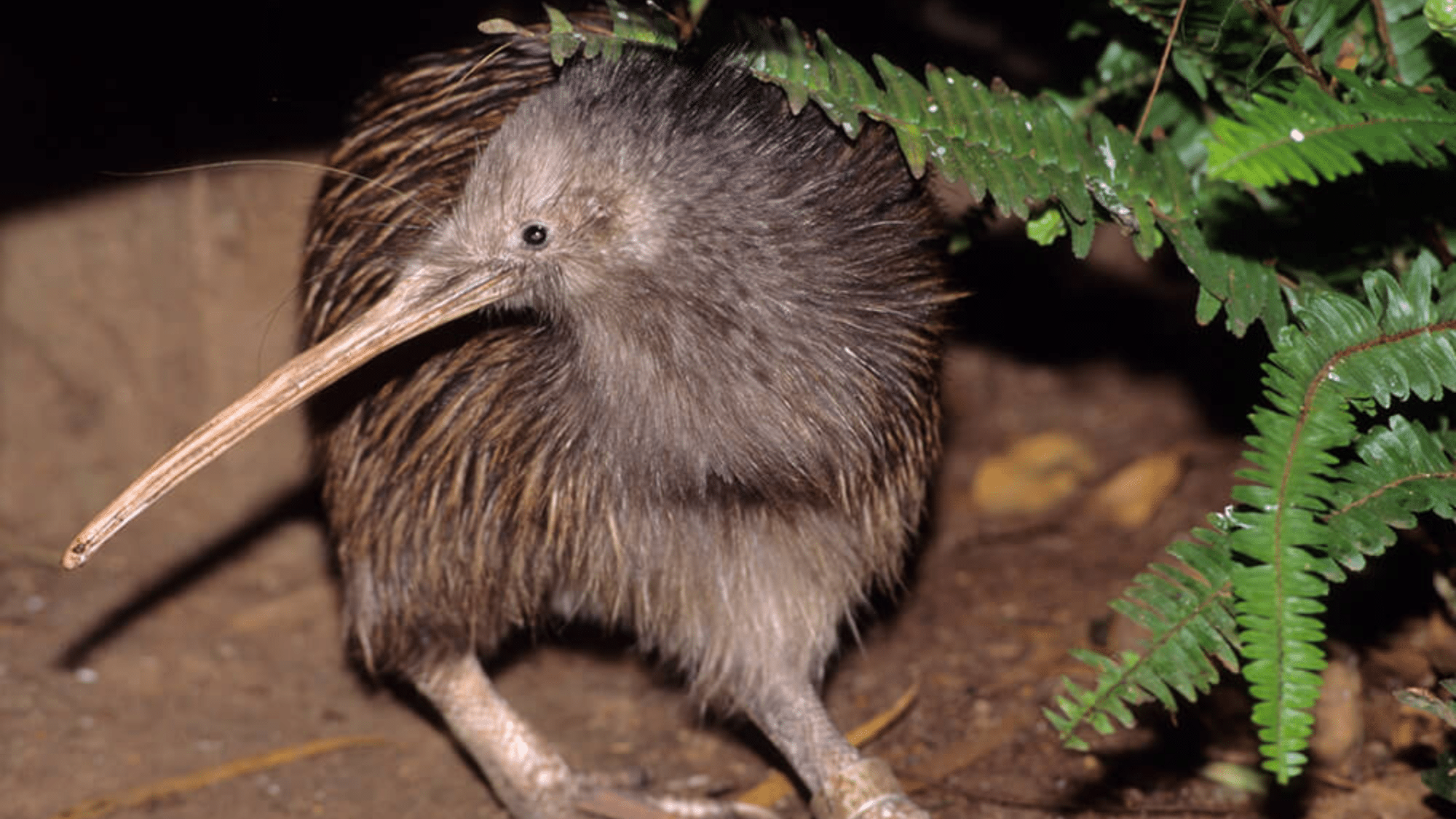 Kiwi