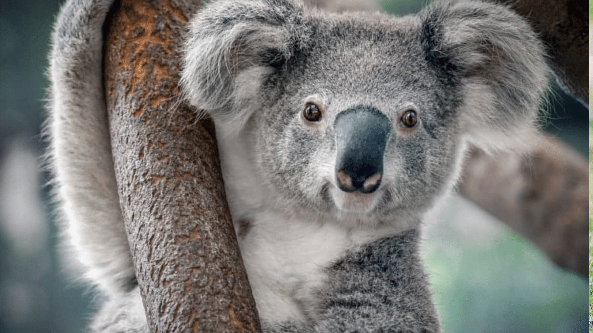 Koala
