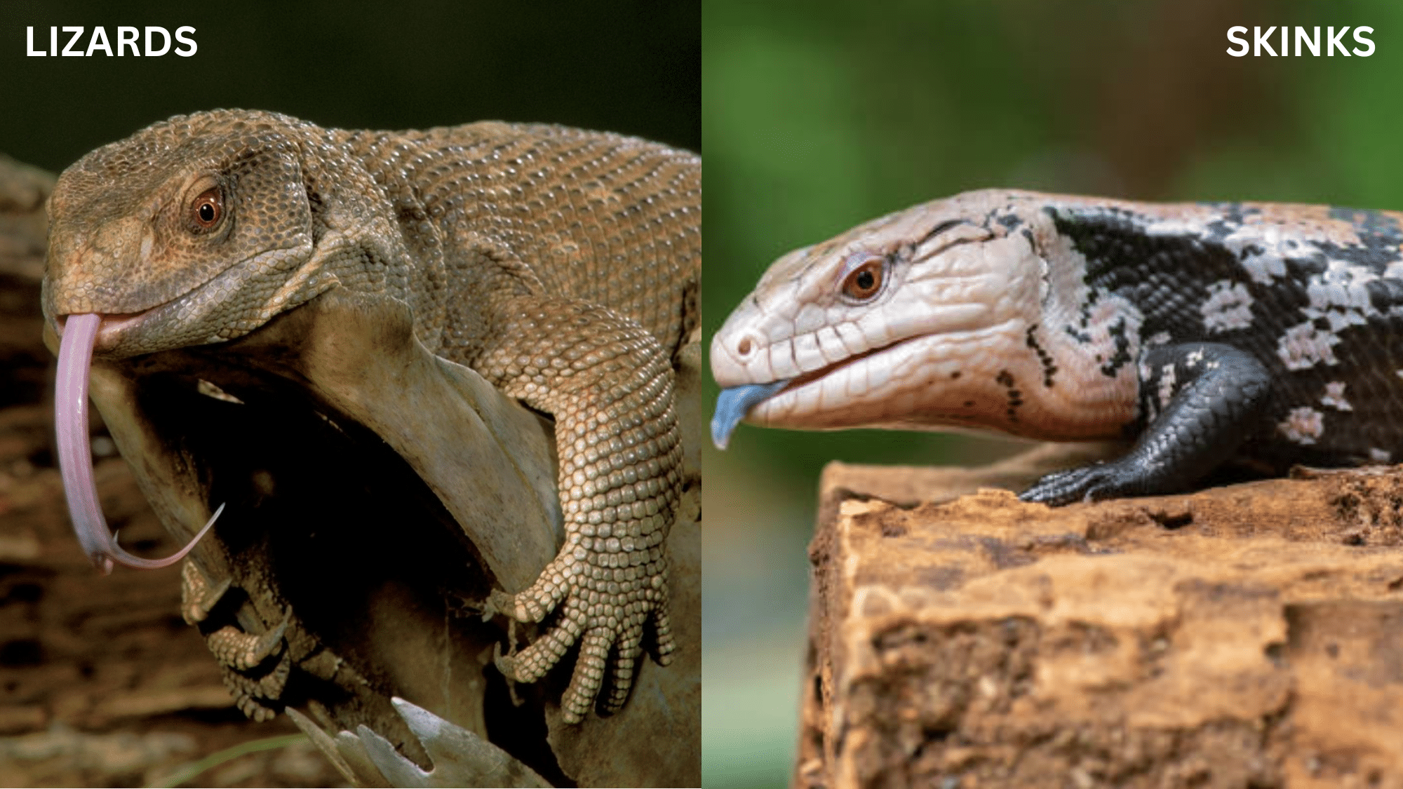 LIZARDS AND SKINKS