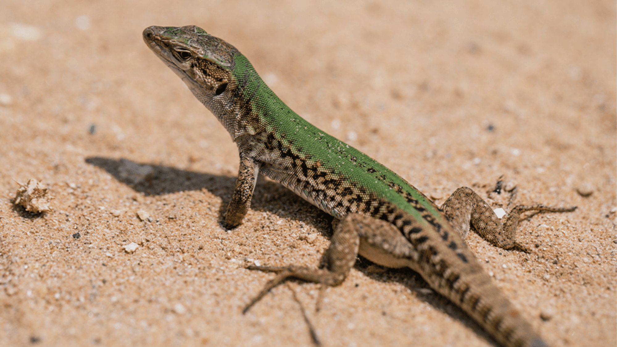 LIZARDS