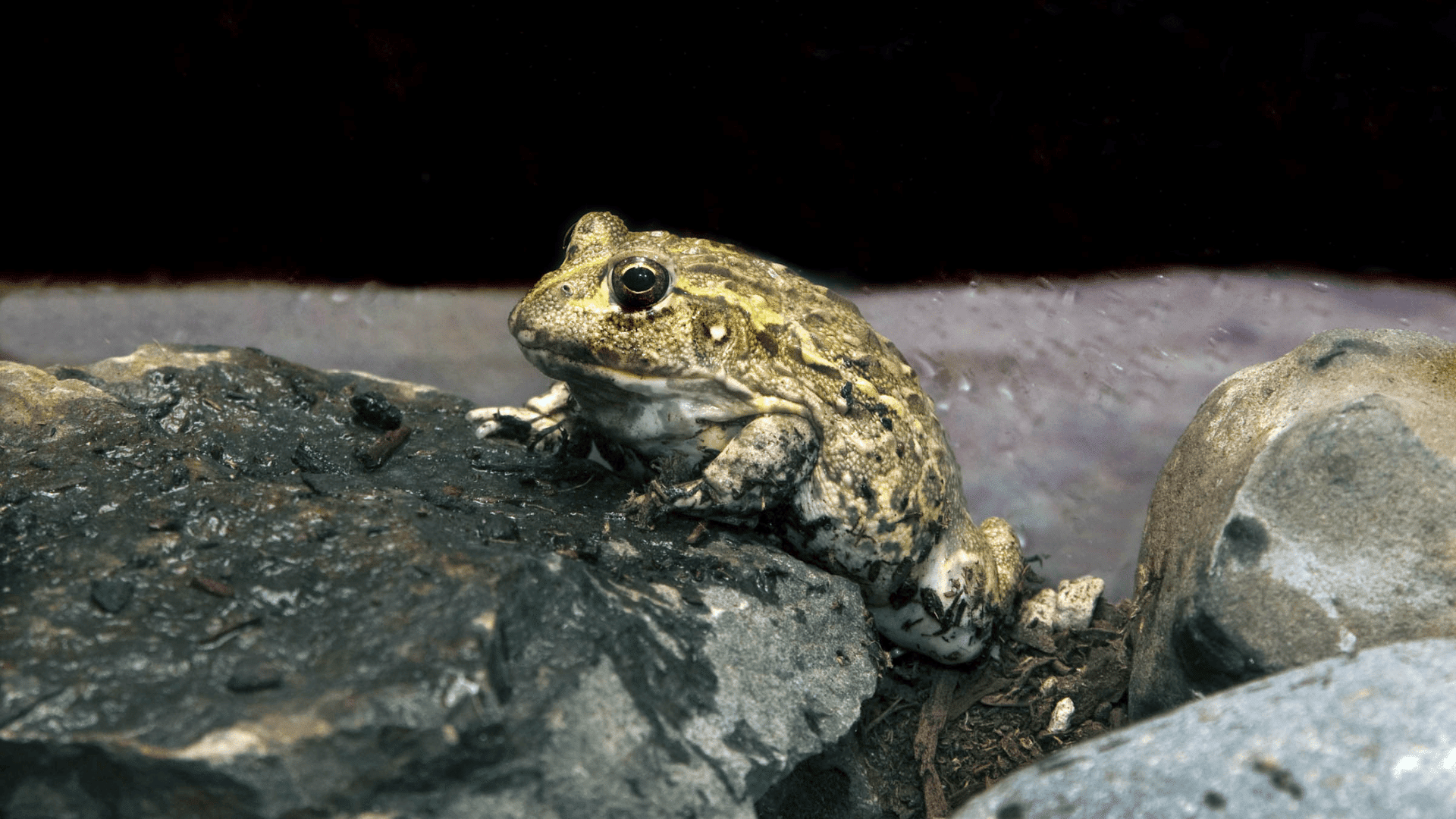 Large Frogs