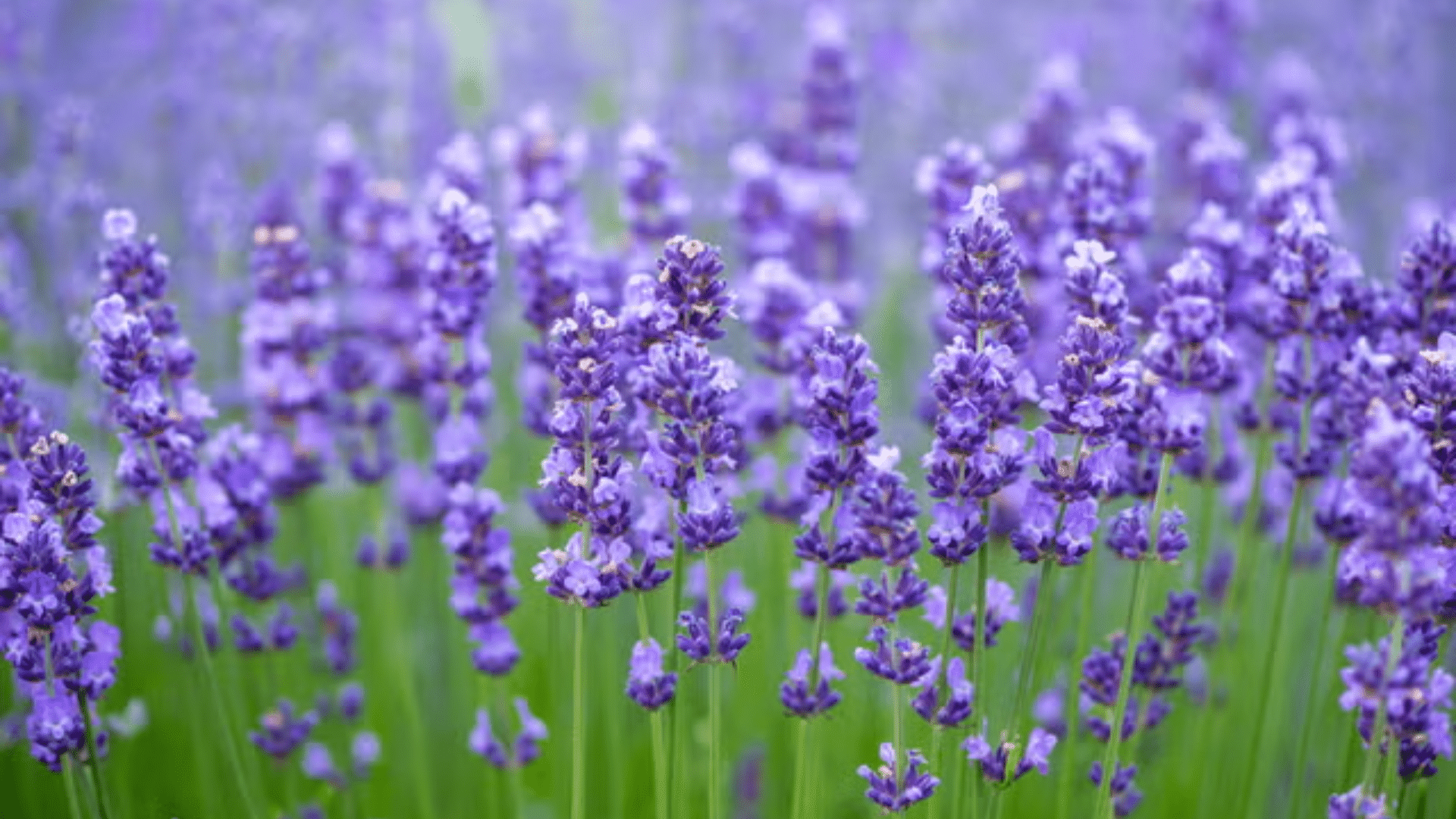 Lavender: The Soil pH Destroyer