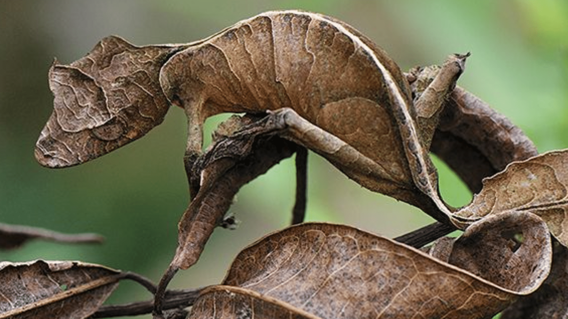 Leaf-Tailed Gecko
