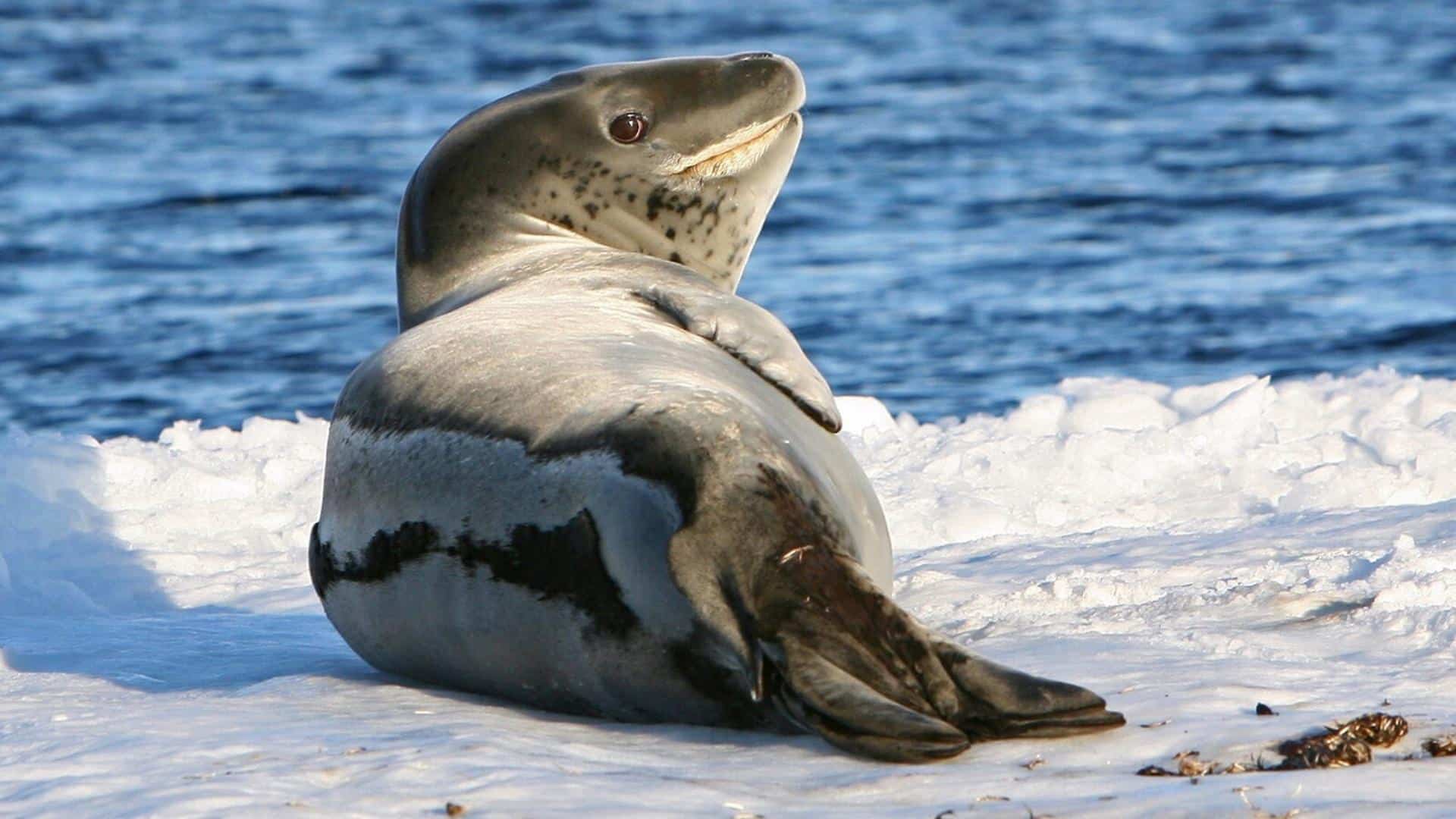 Leopard Seal
