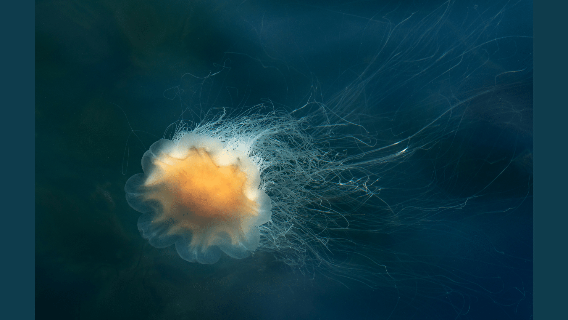 Lion's Mane Jellyfish (Cyanea Capillata)
