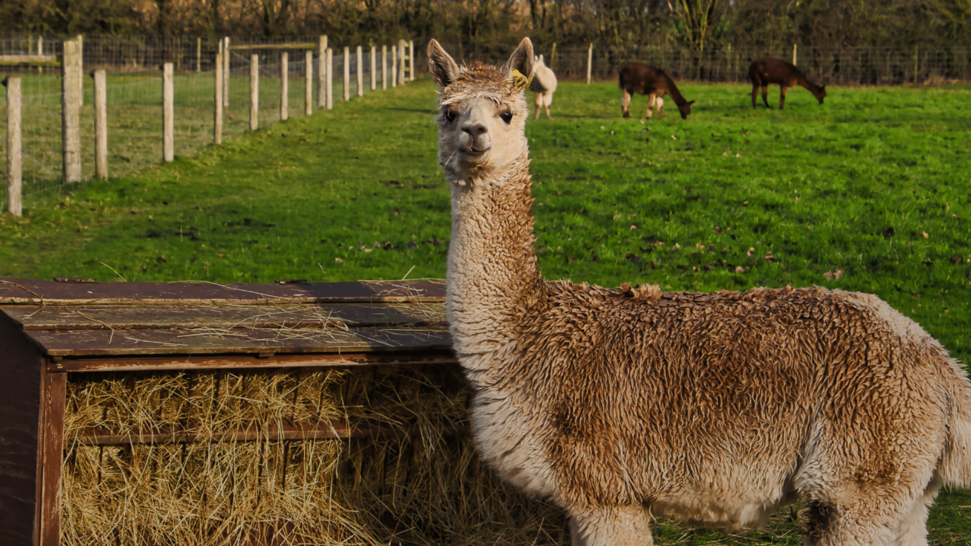 Llama