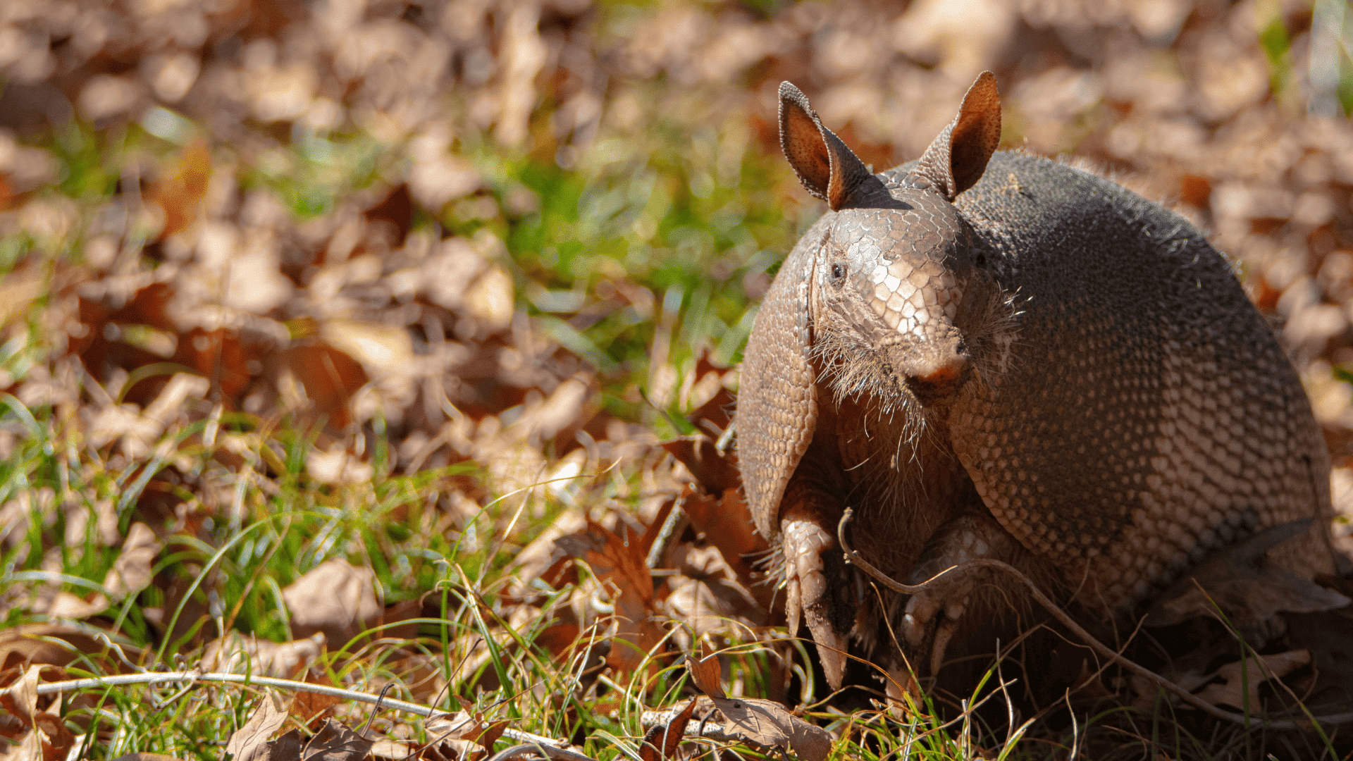 Local Wildlife Laws Regarding Armadillos

