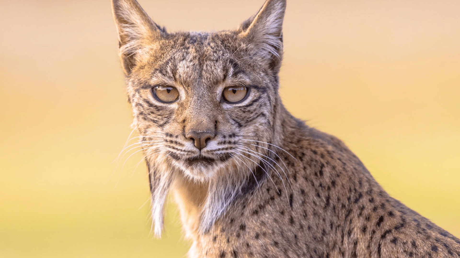 Lynx