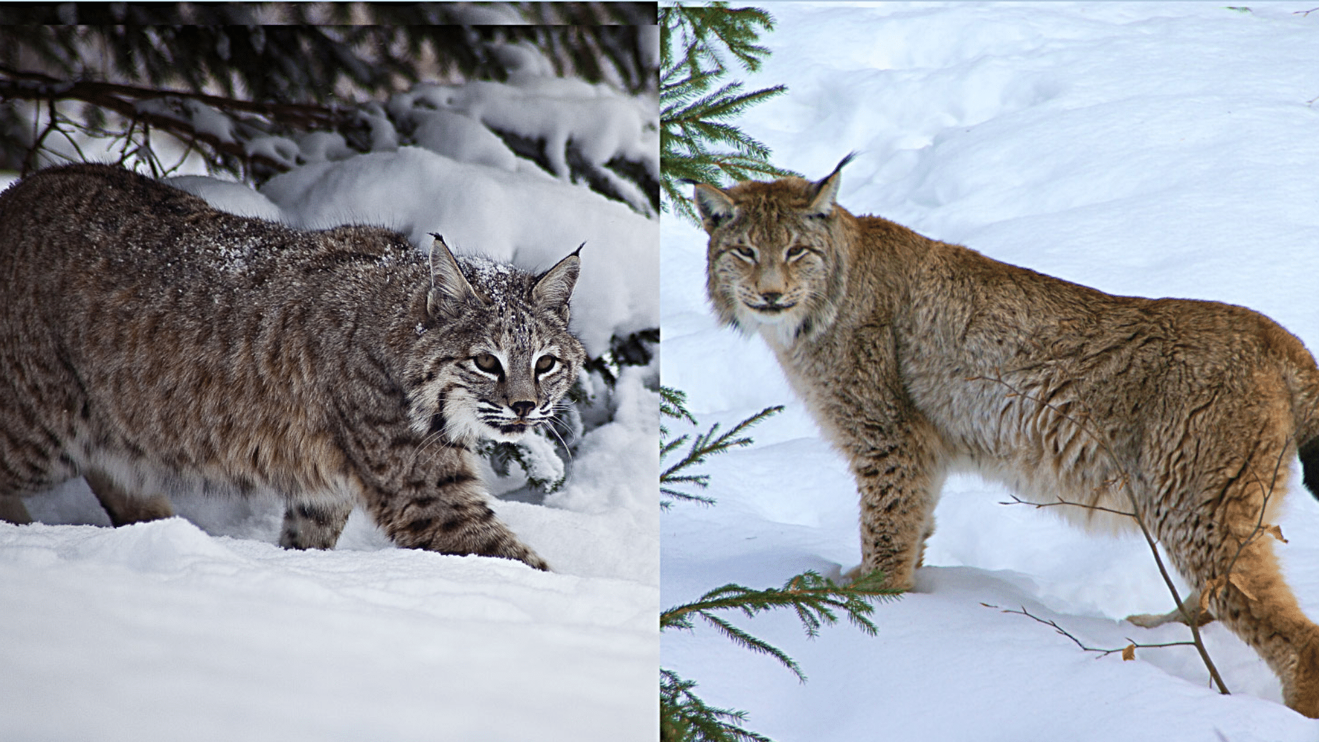 Lynx