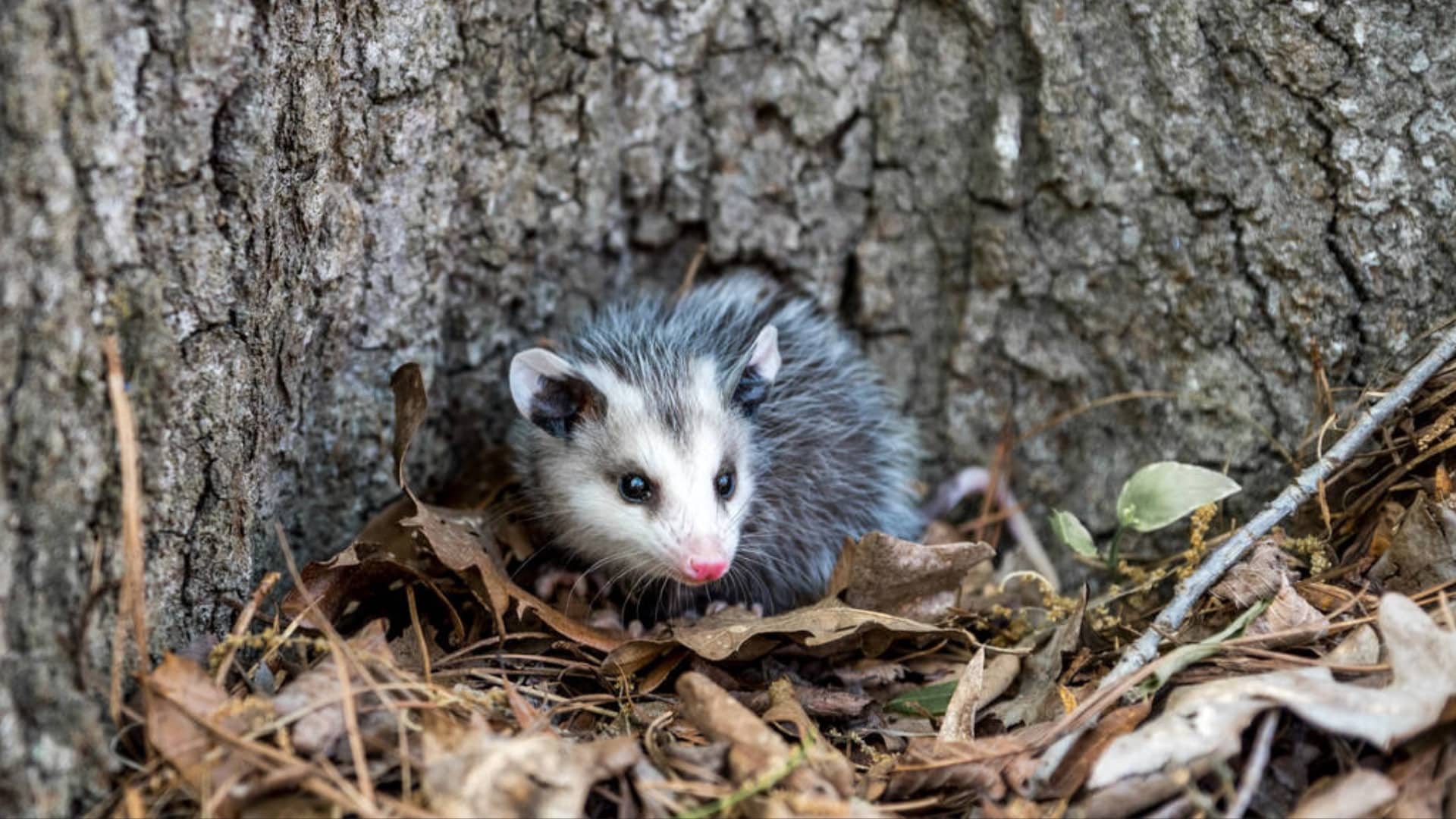 Making Your Fence Possum-Proof
