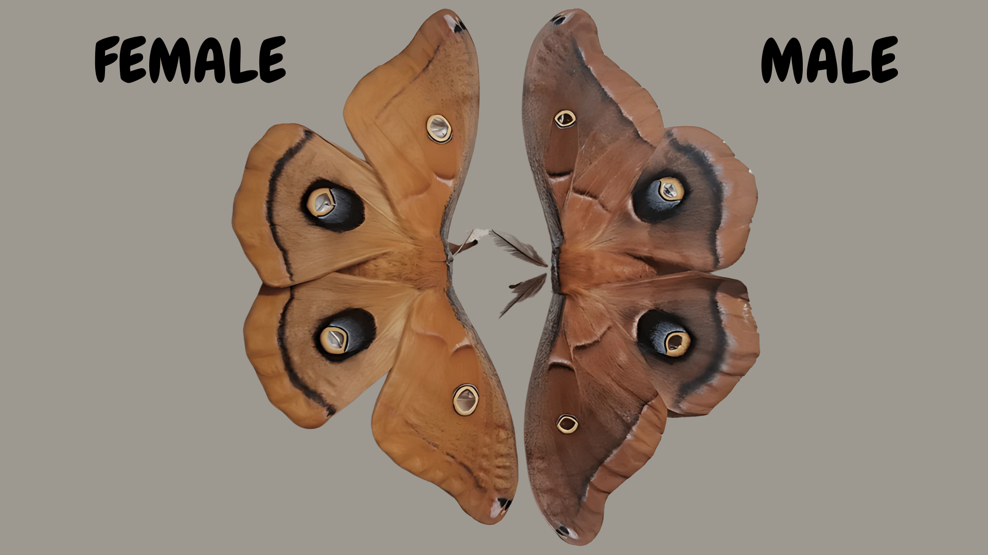 Male vs. Female Polyphemus Moths