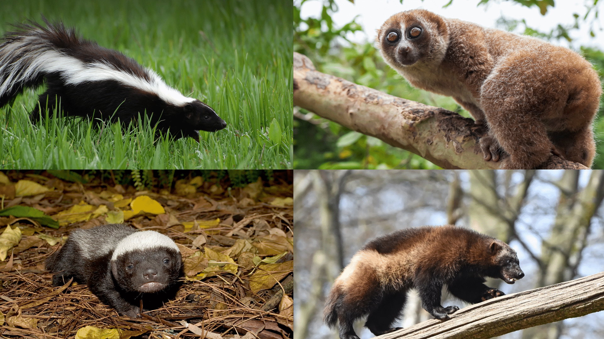 Mammals