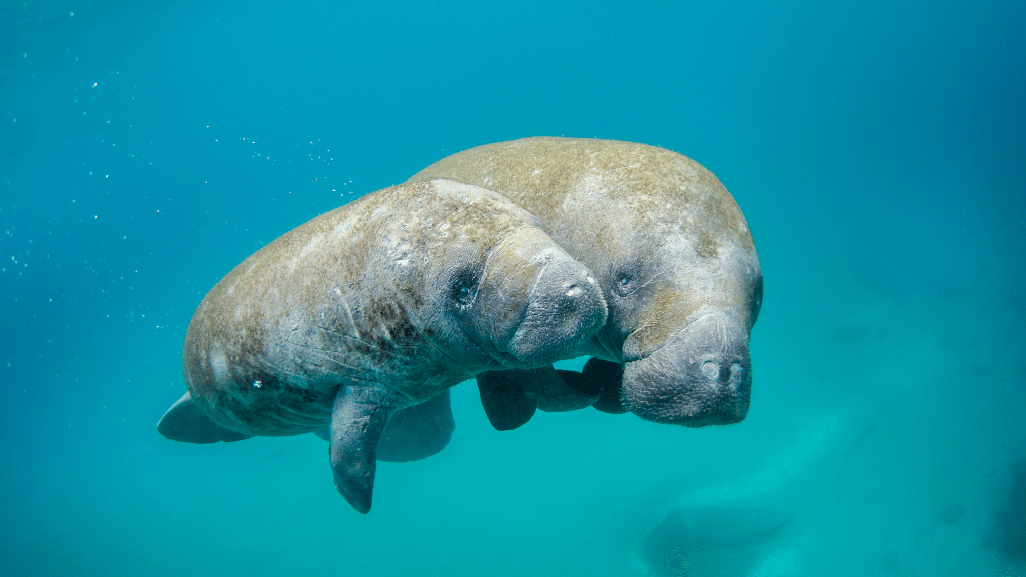 Manatee