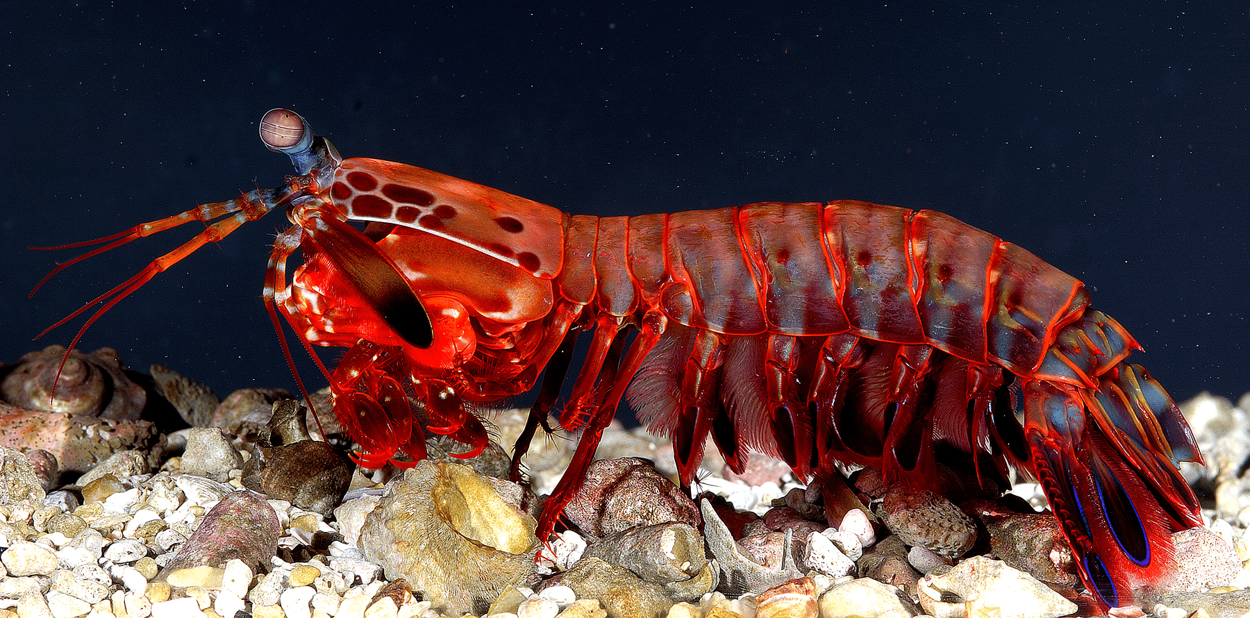 Mantis Shrimp
