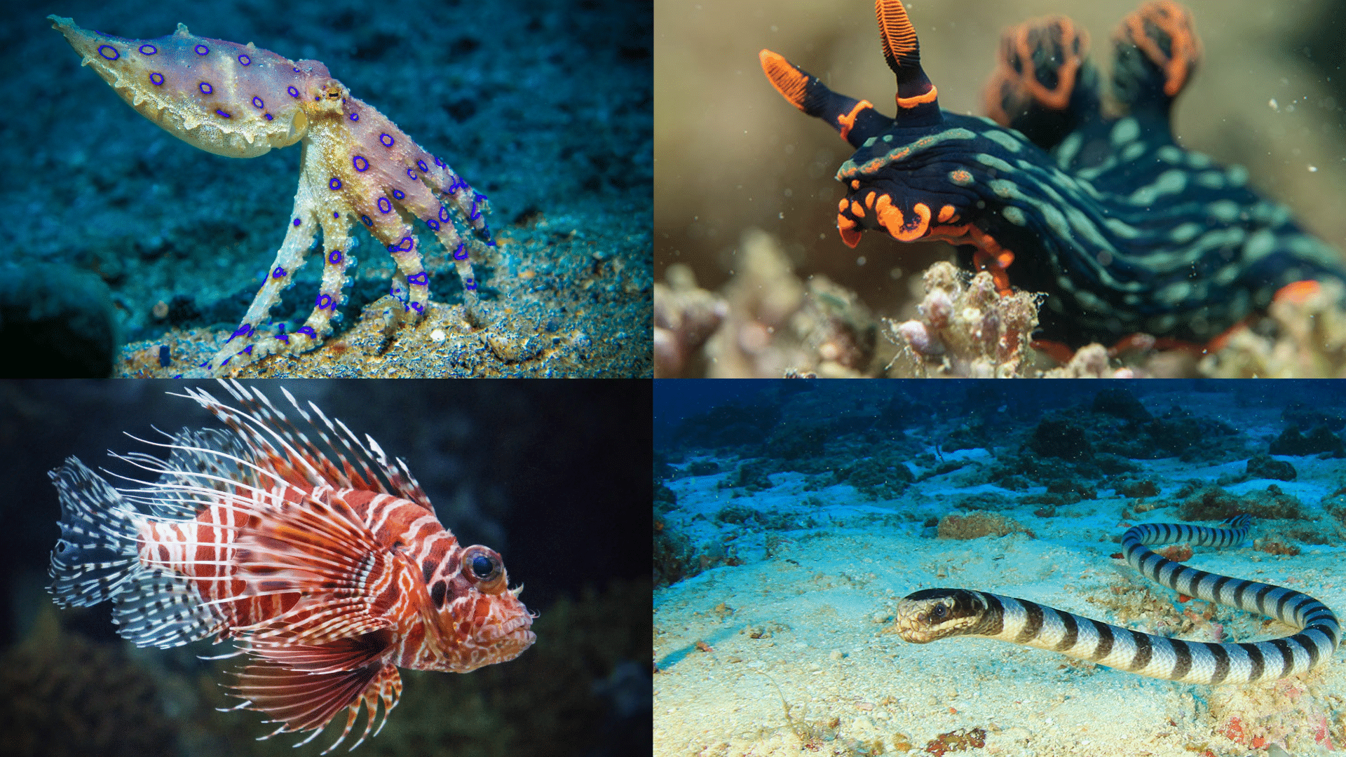 Marine Animals
