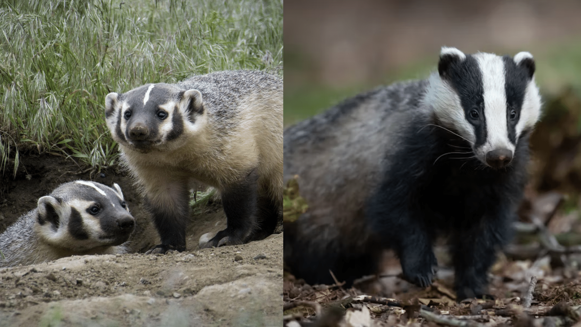 Meet the Species Classification and Groups
