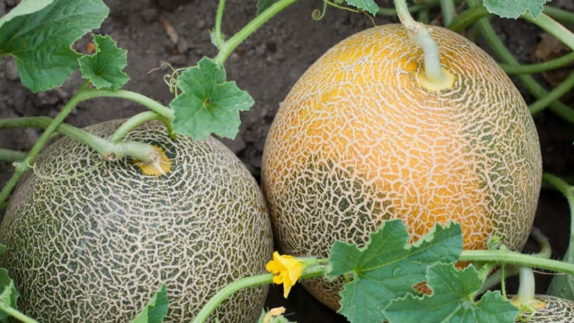 Melons: The Space Invaders