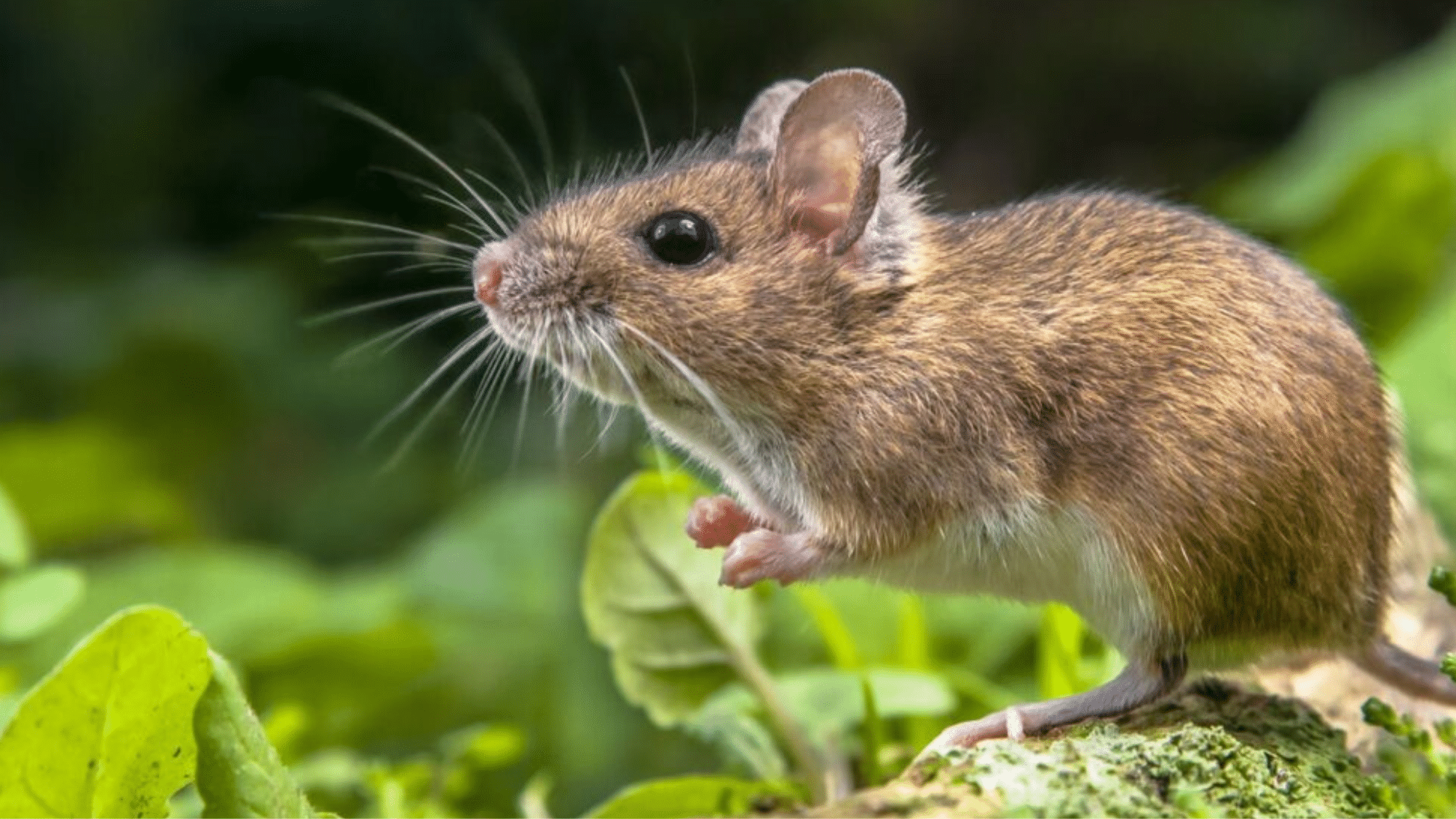 Mice