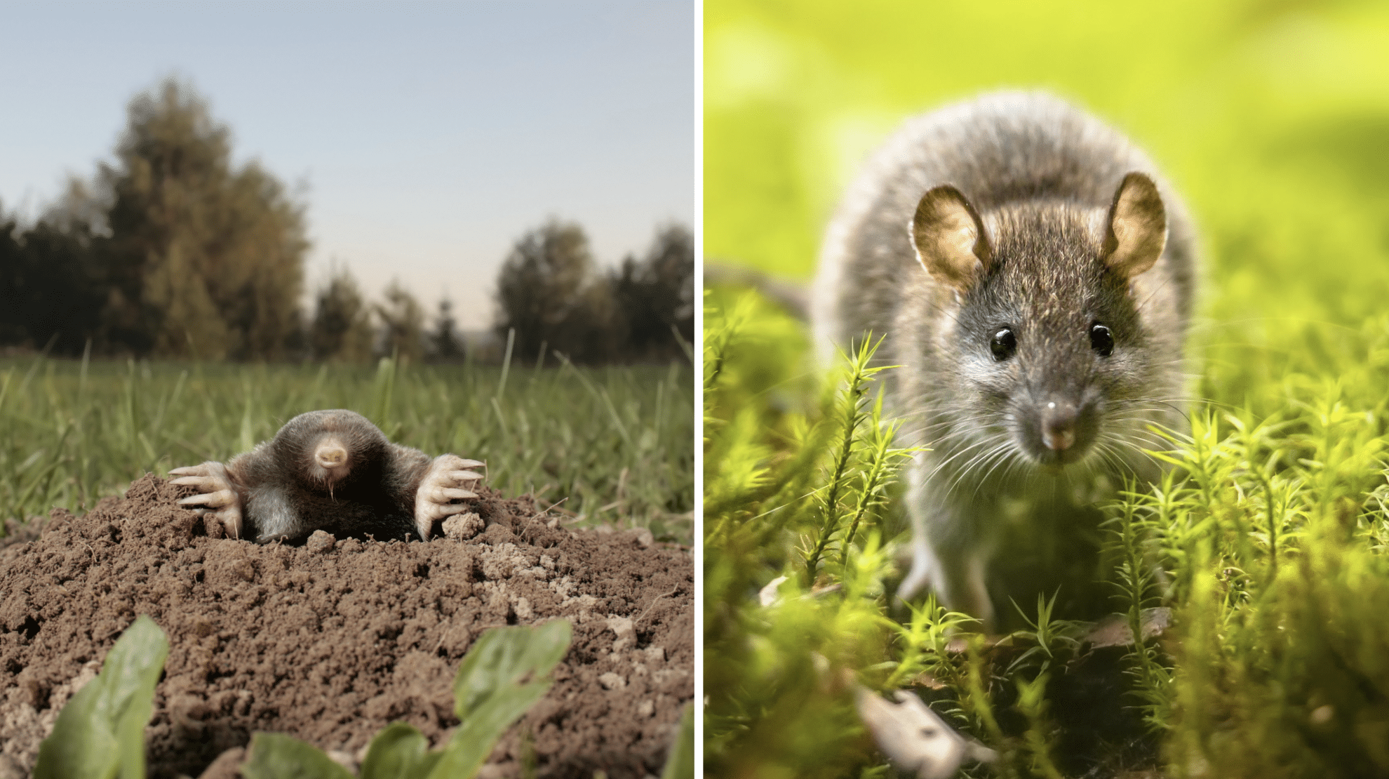 Moles vs Rats: Nature's Garden Invaders