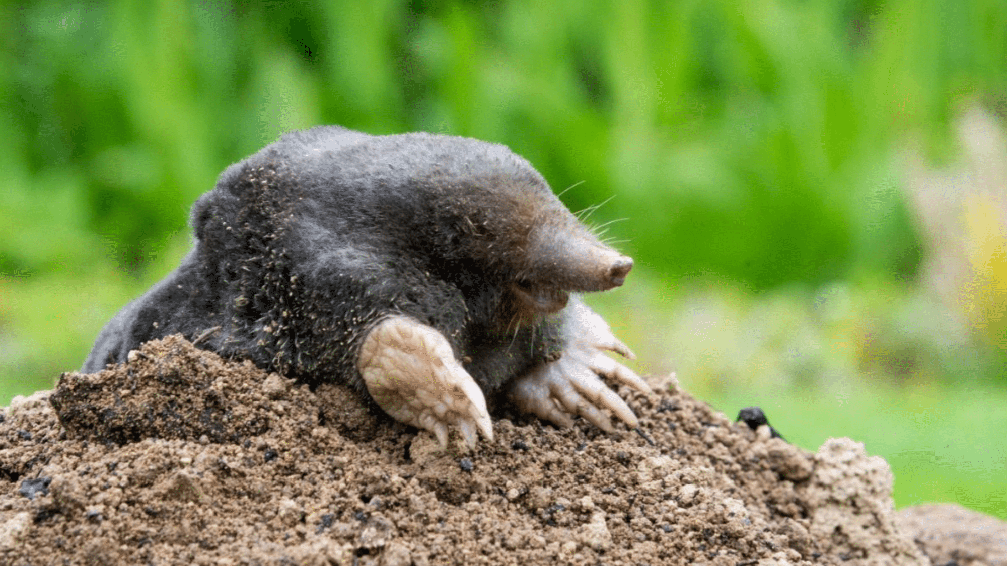 Mole anatomy