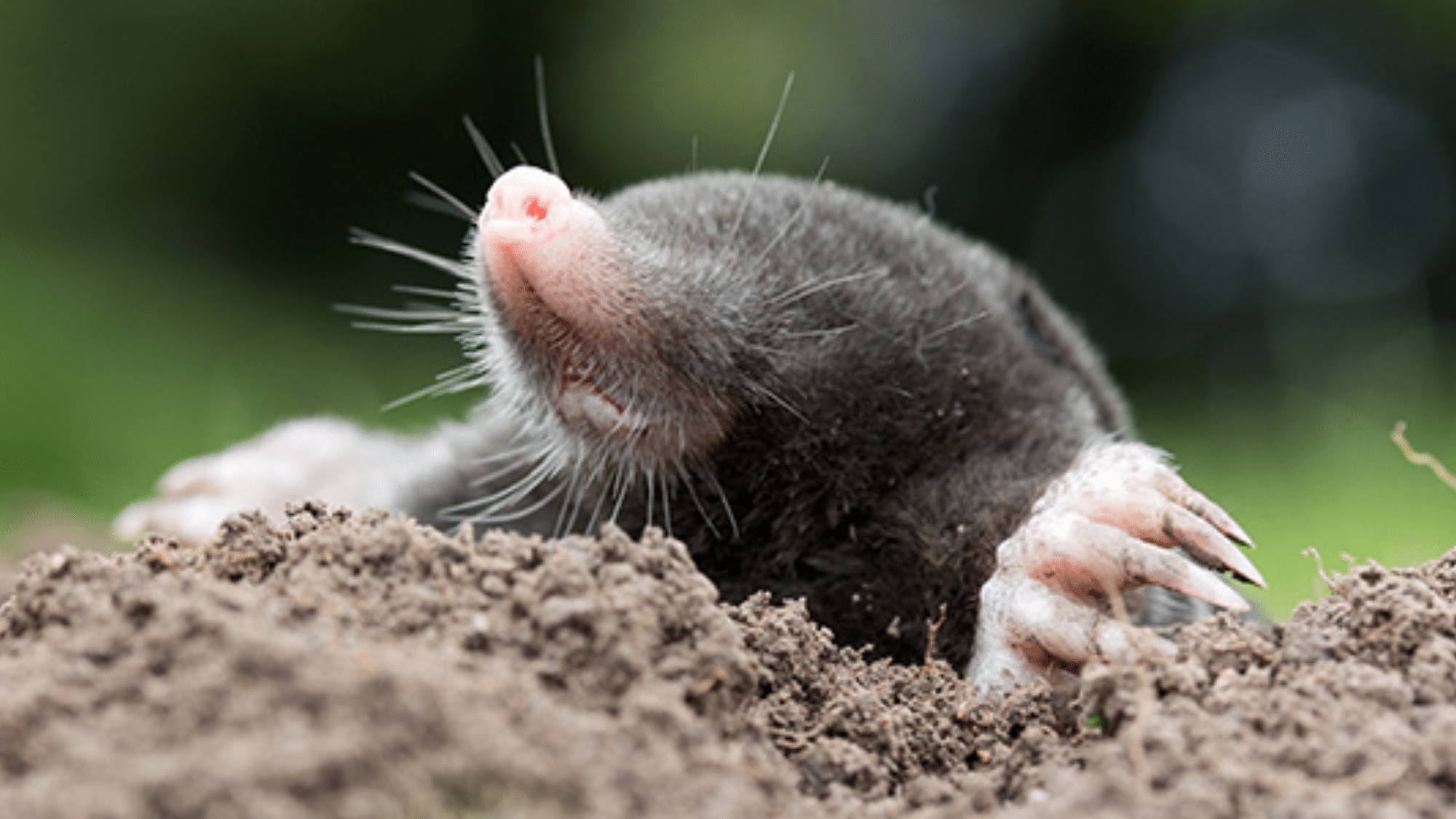 Mole anatomy featured image