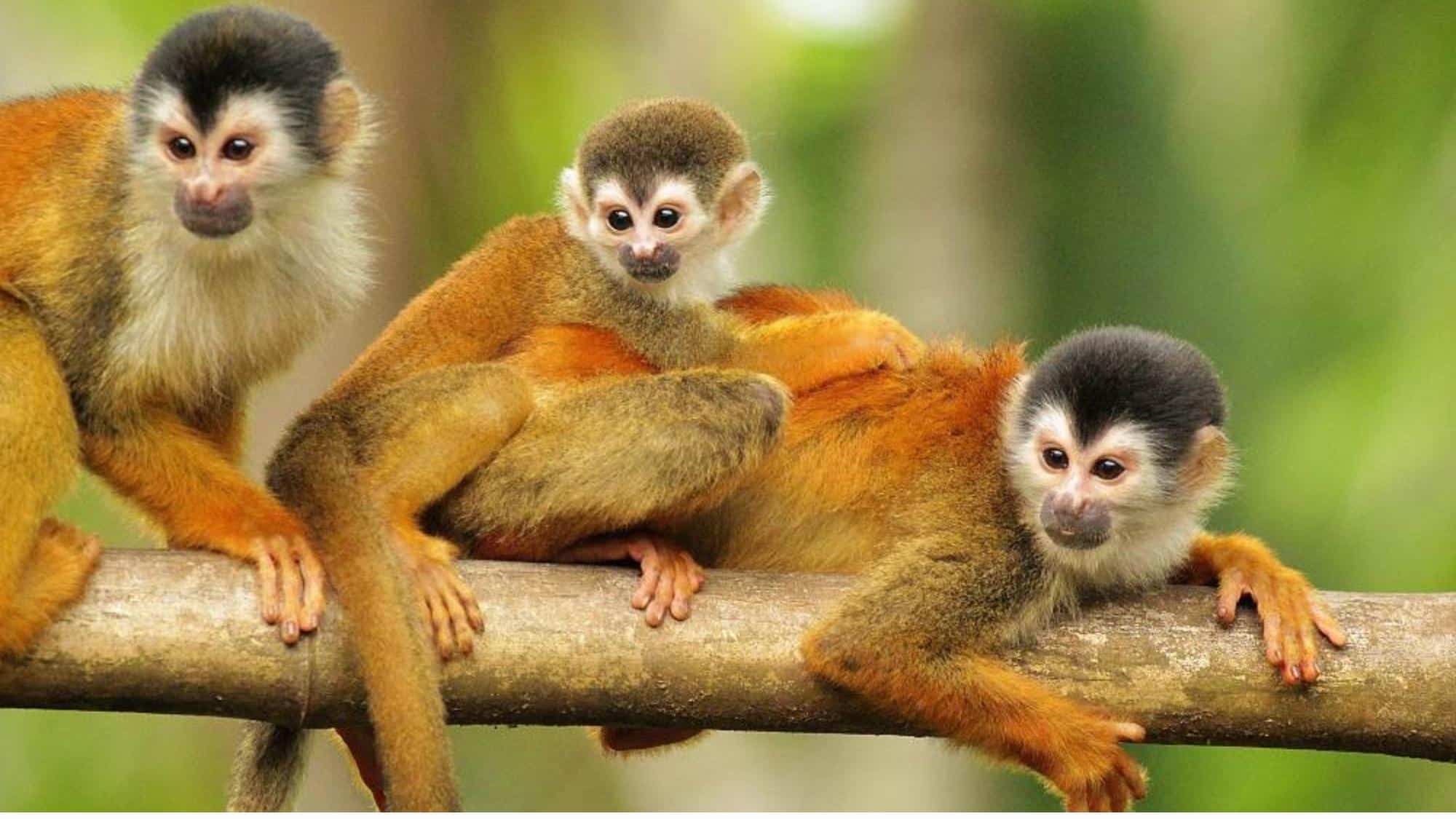 Monkey Business