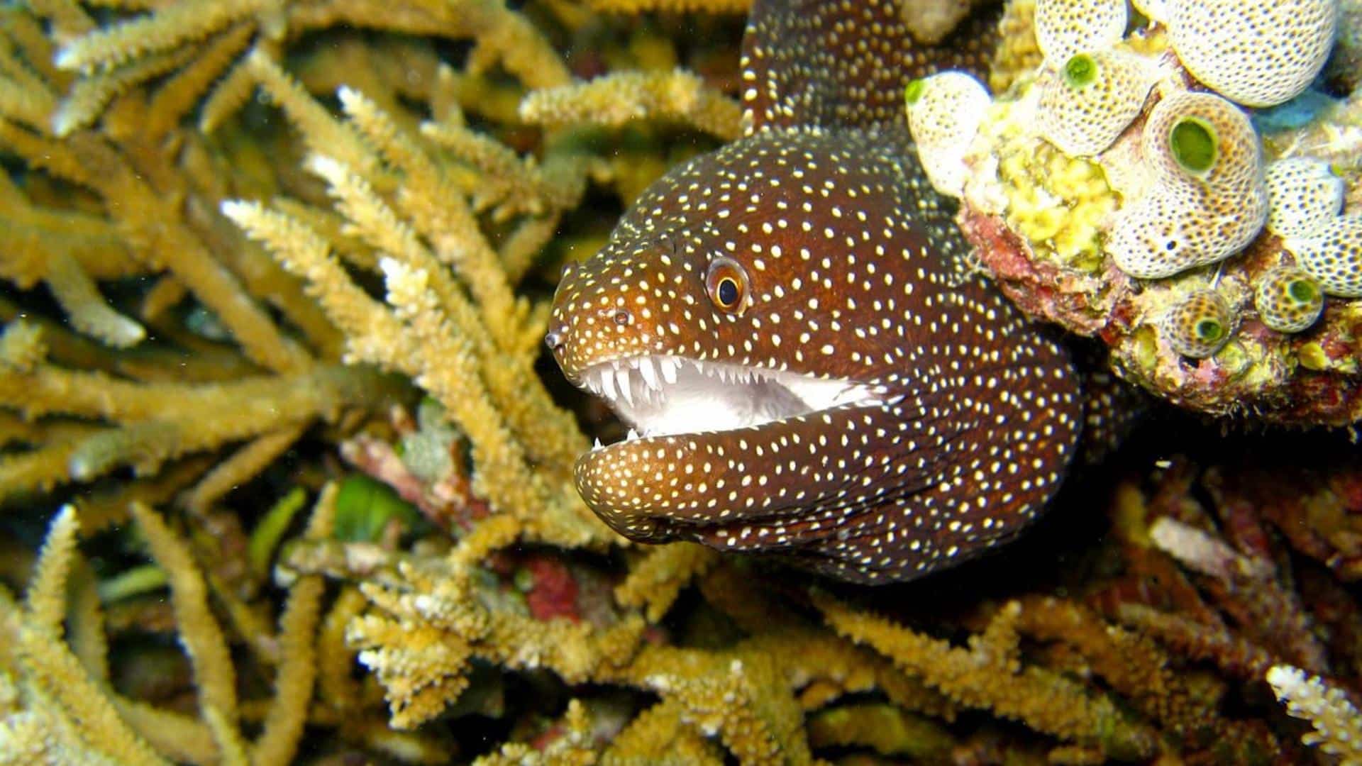 Moray Eel