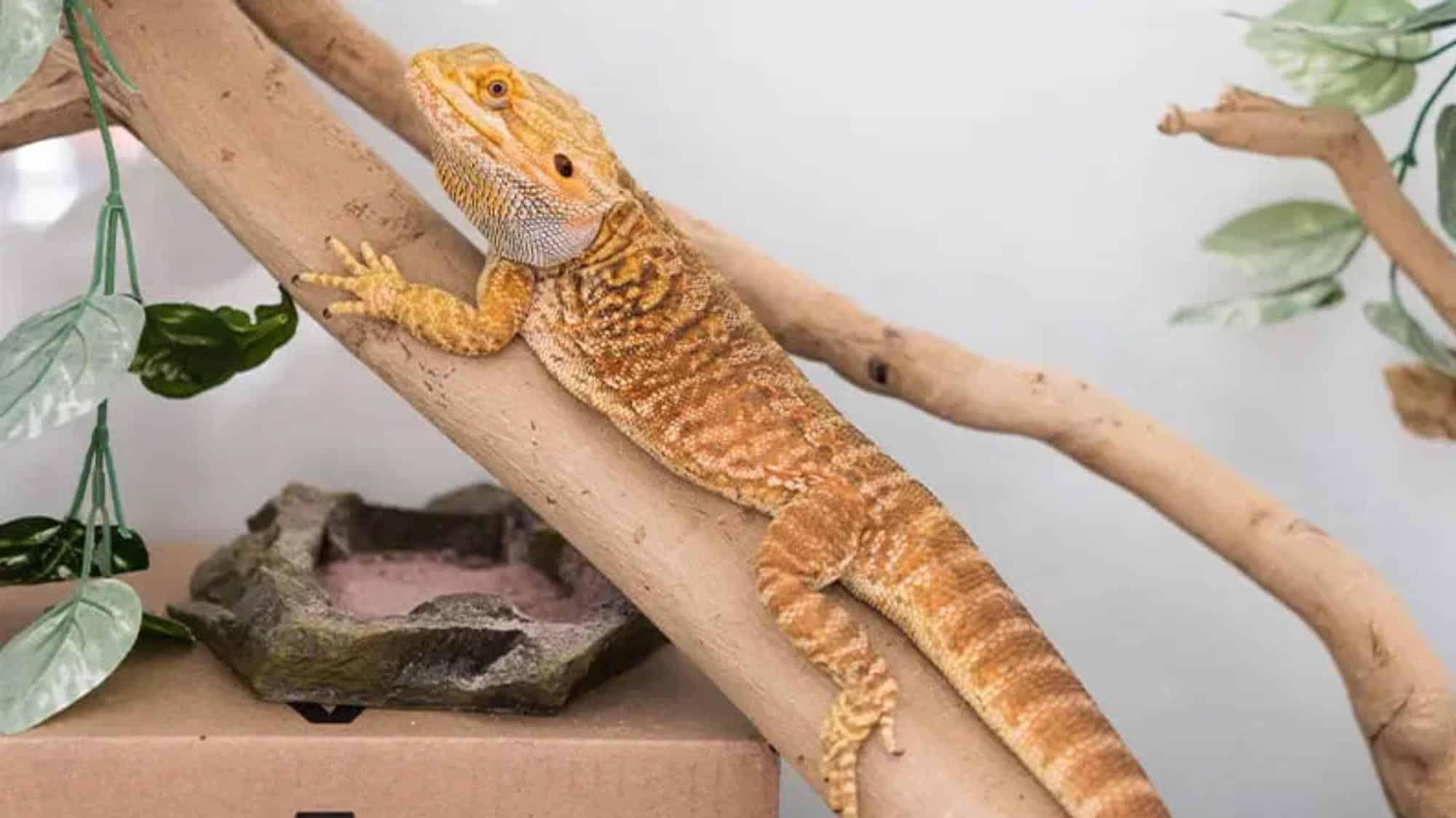 More Unique Facts About Bearded Dragons
