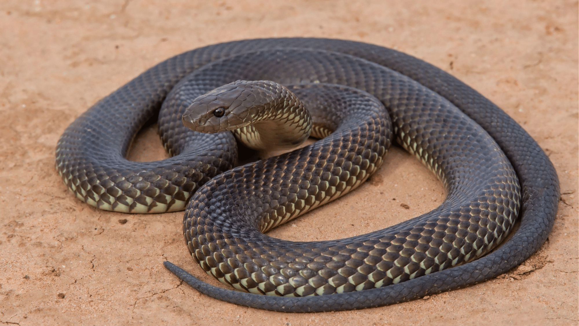 Mulga Snakes (King Browns)
