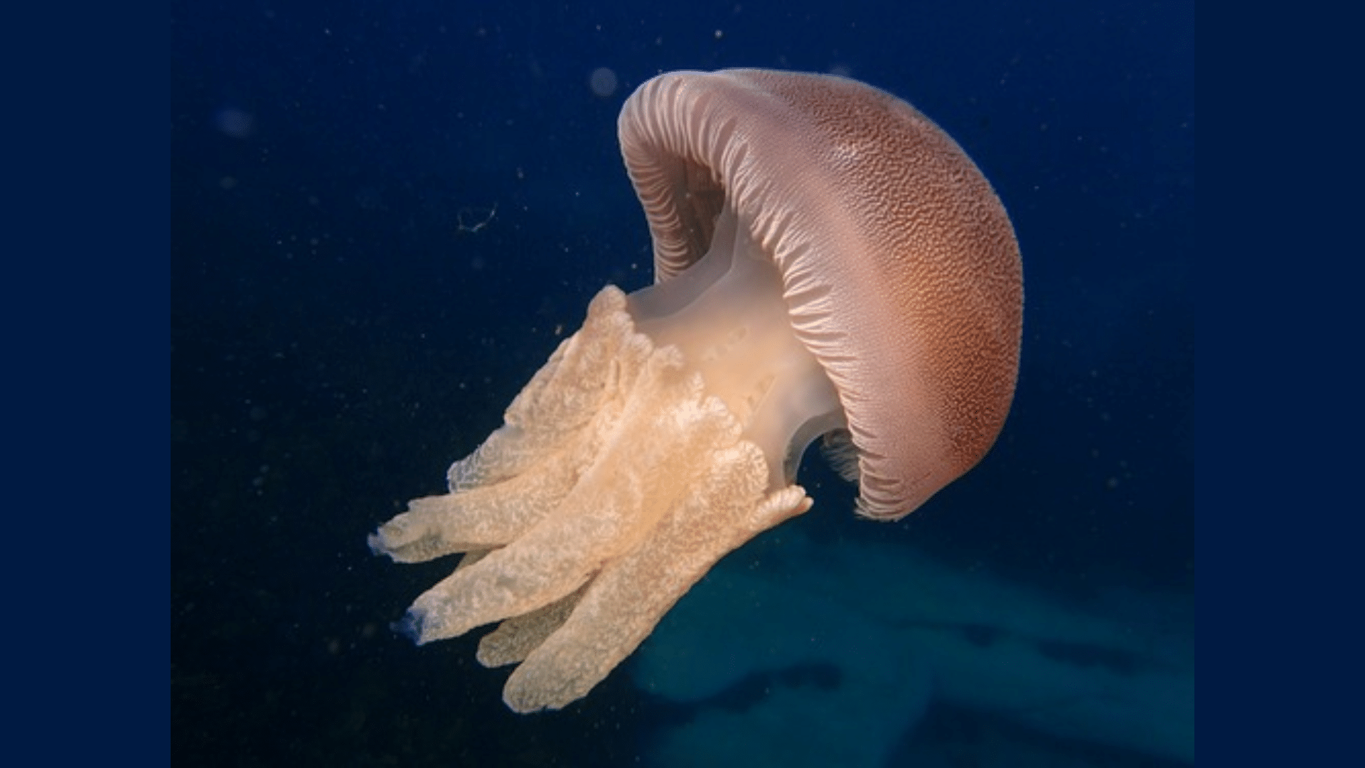 Mushroom Cap Jellyfish (Rhizostoma Luteum)
