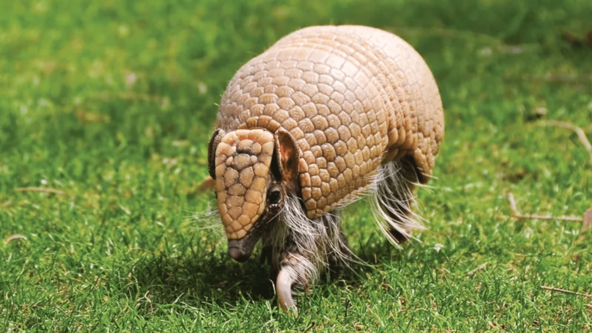 Natural Defense Mechanisms of Armadillos
