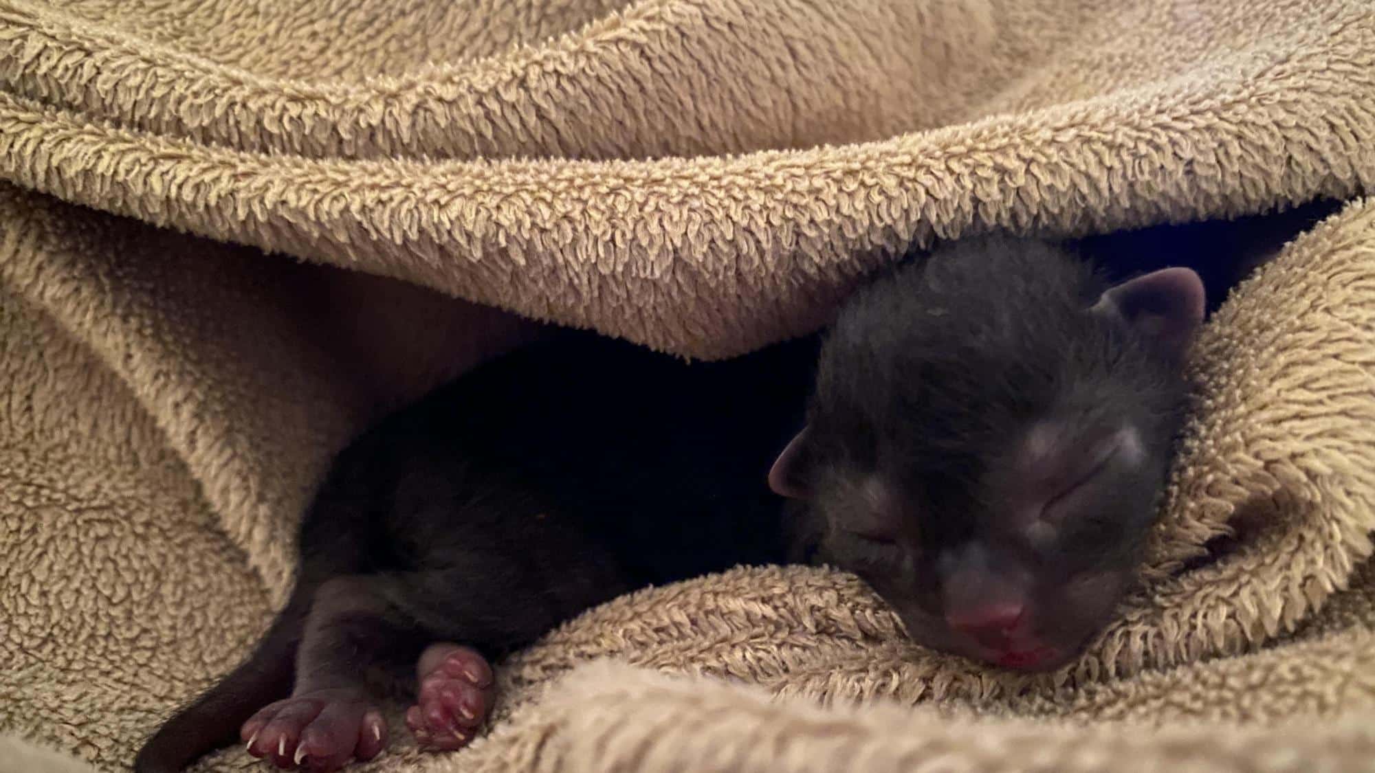 Newborn Fox Cubs are Blind and Immobile
