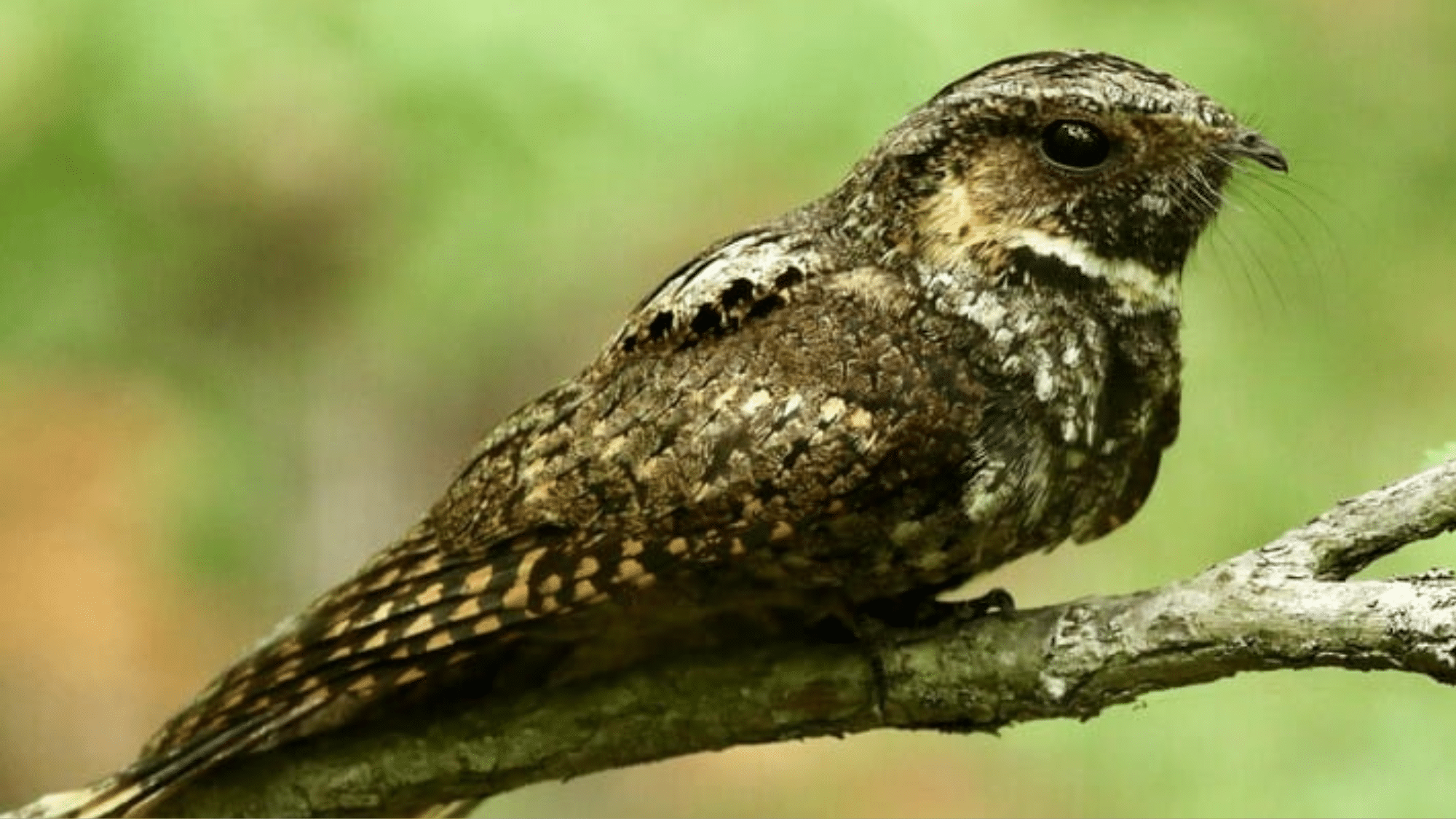 Nightjars (e.g., Mexican Whip-Poor-Will)
