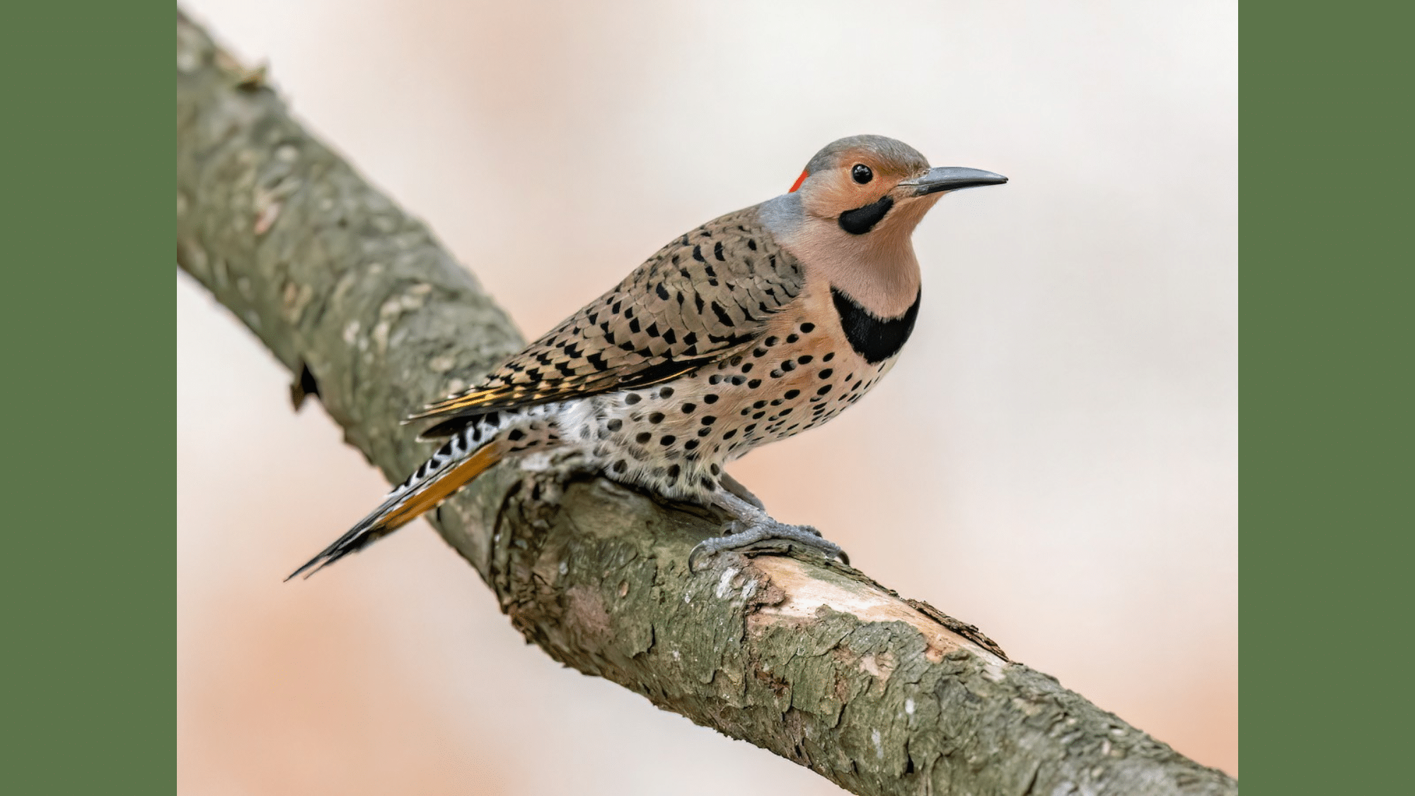 Northern Flicker
