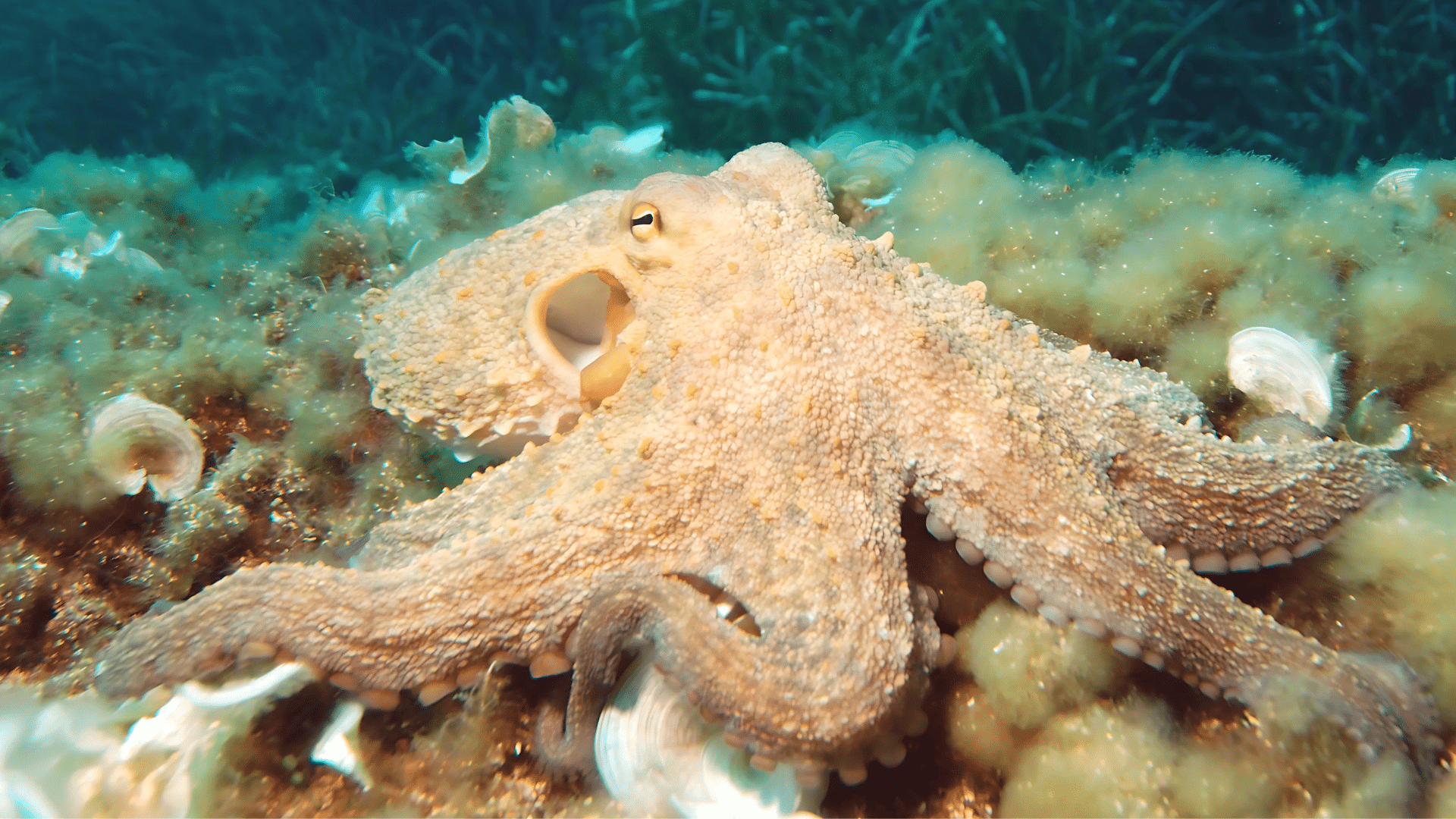 Octopus