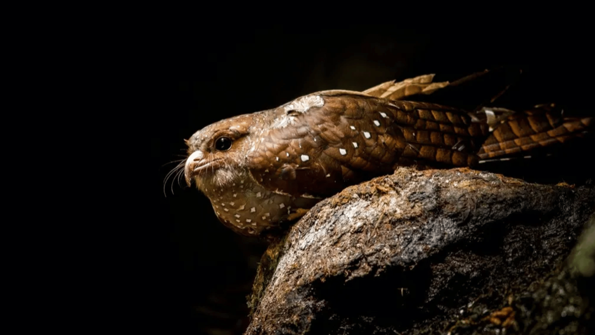 Oilbird