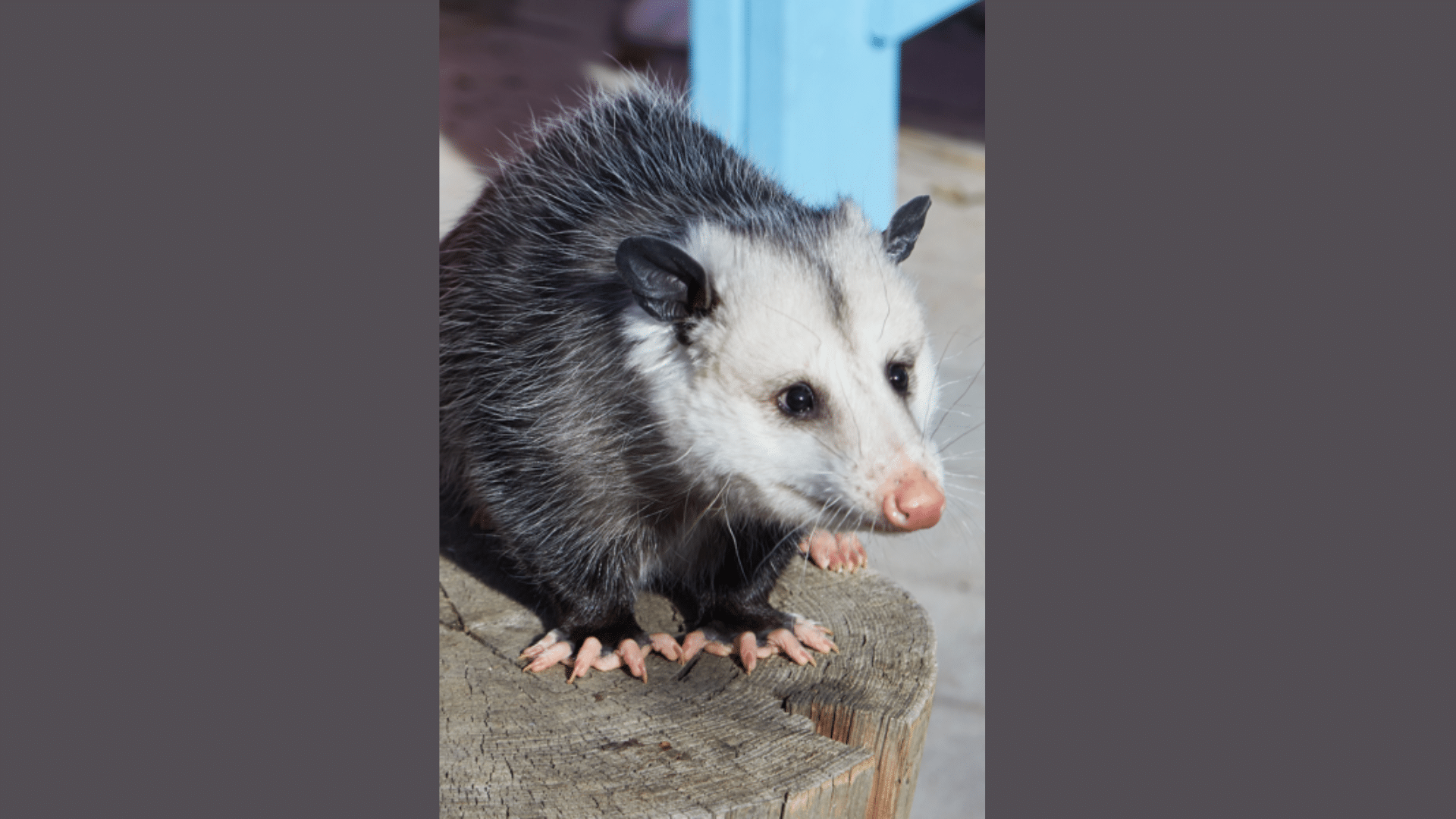 Opossum