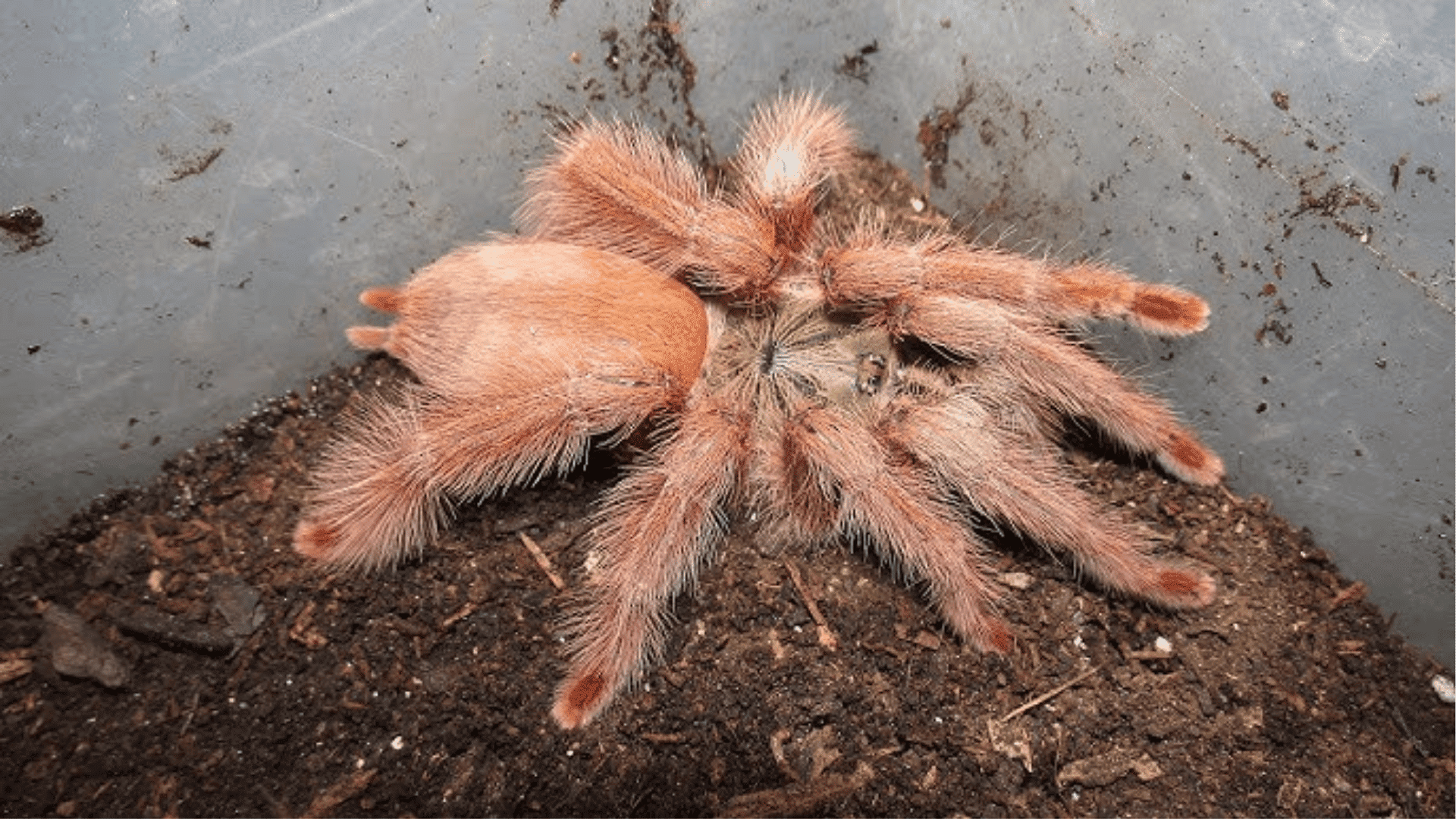 Orange Tree Spider (Tapinauchenius Plumipes)
