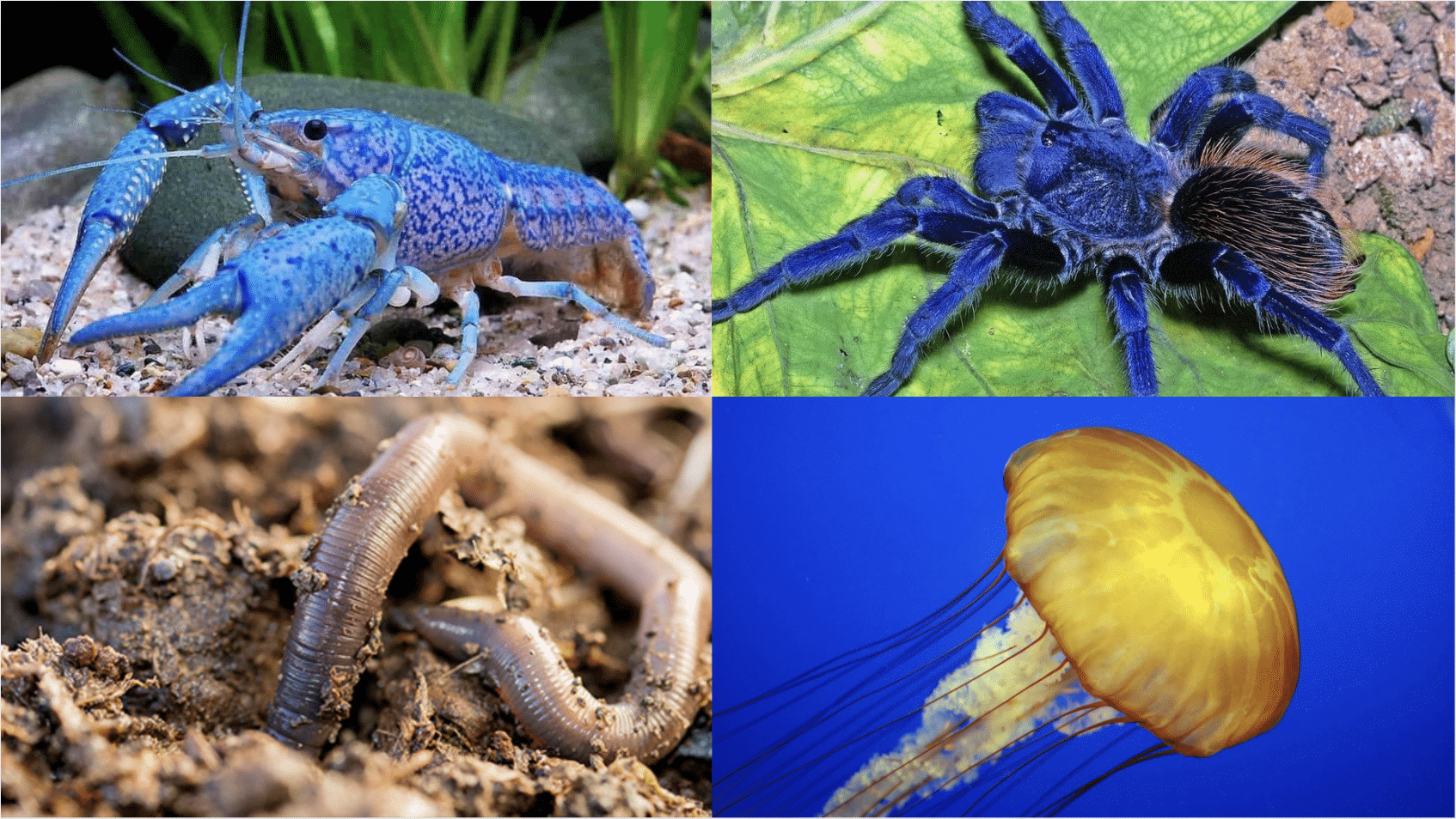 Other Examples of Invertebrates
