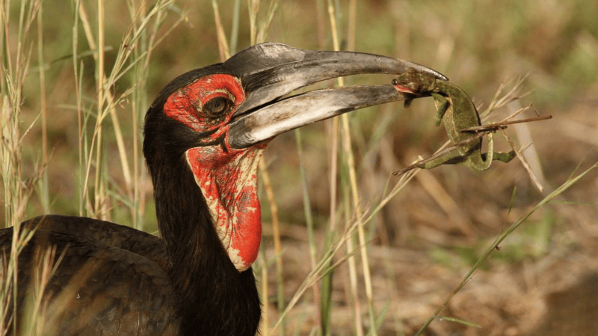 Other Predatory Birds