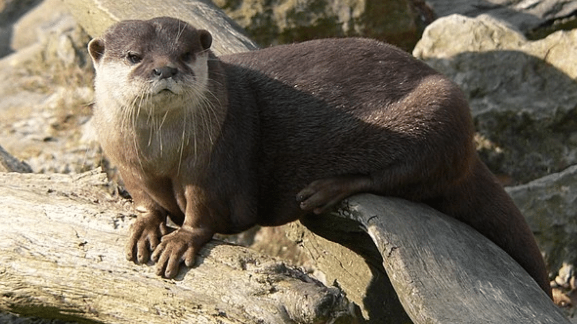 Otter