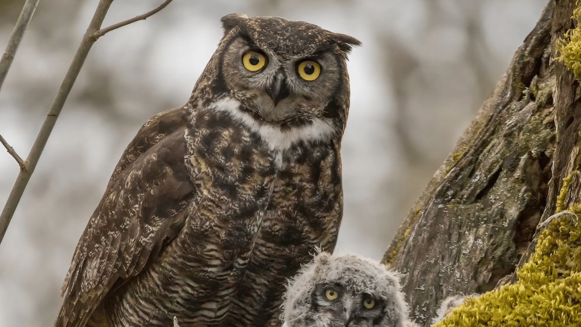 Owl